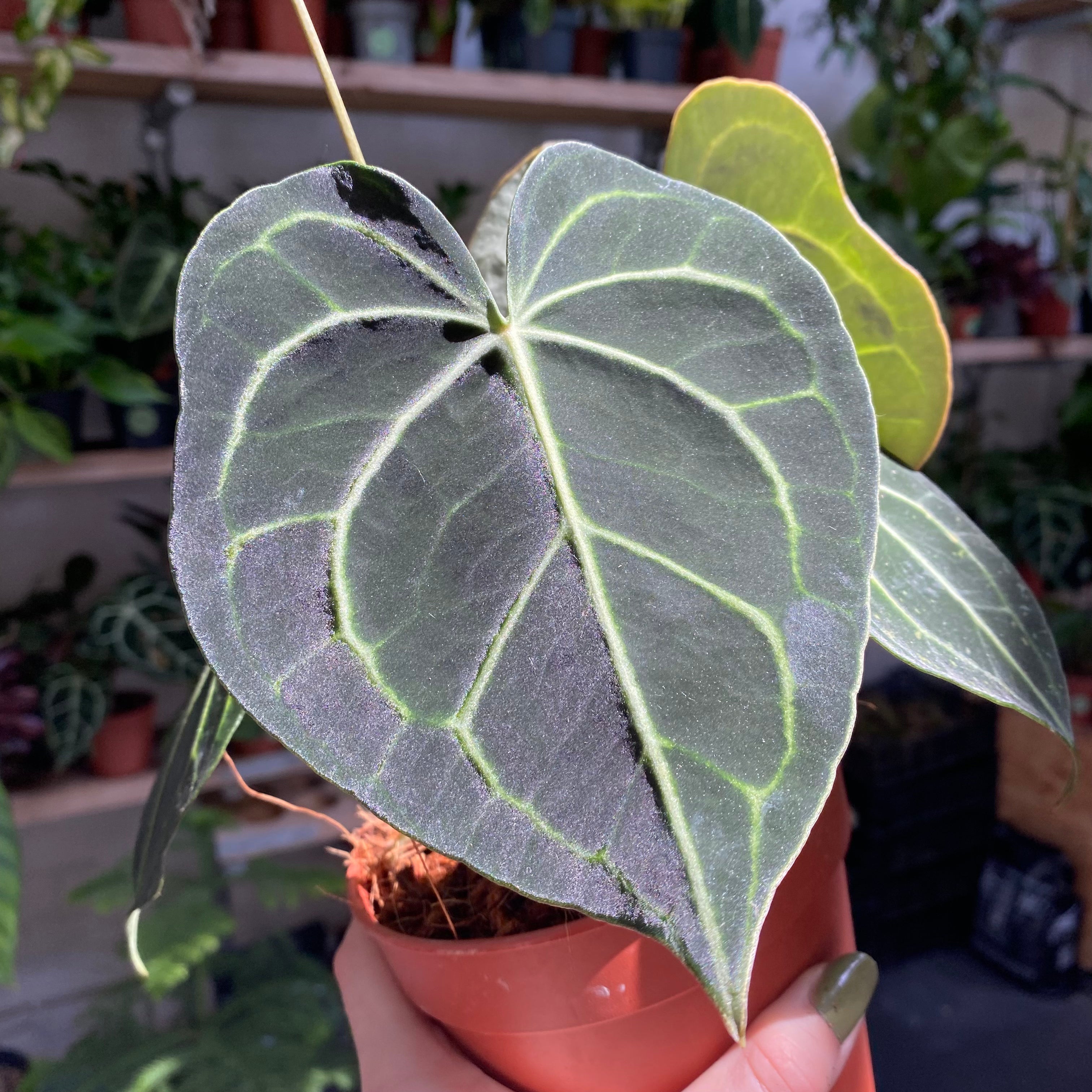 anthurium clarinervium height Anthurium Clarinervium