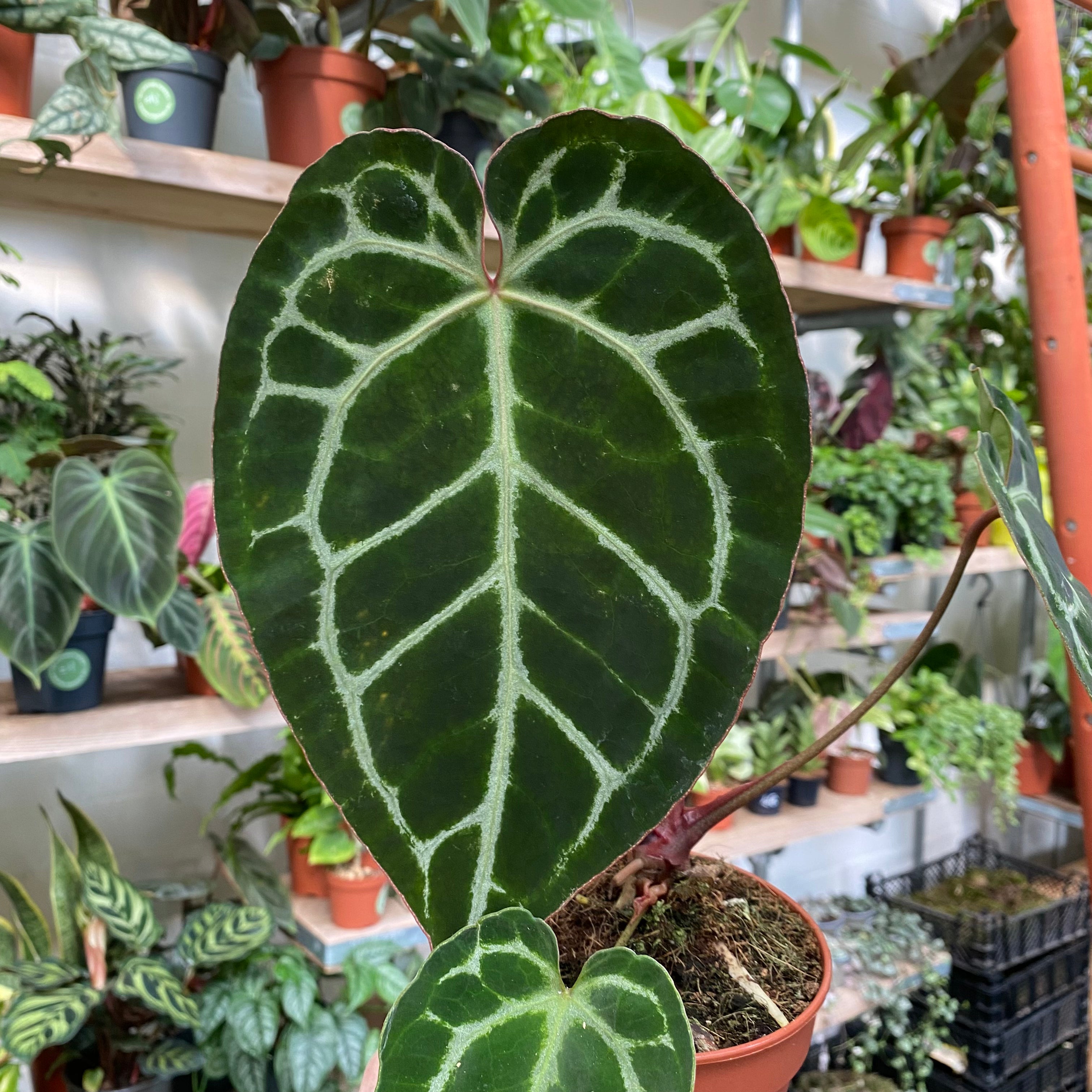 Anthurium Crystallinum in a 11 - 13 cm pot at The Watered Garden