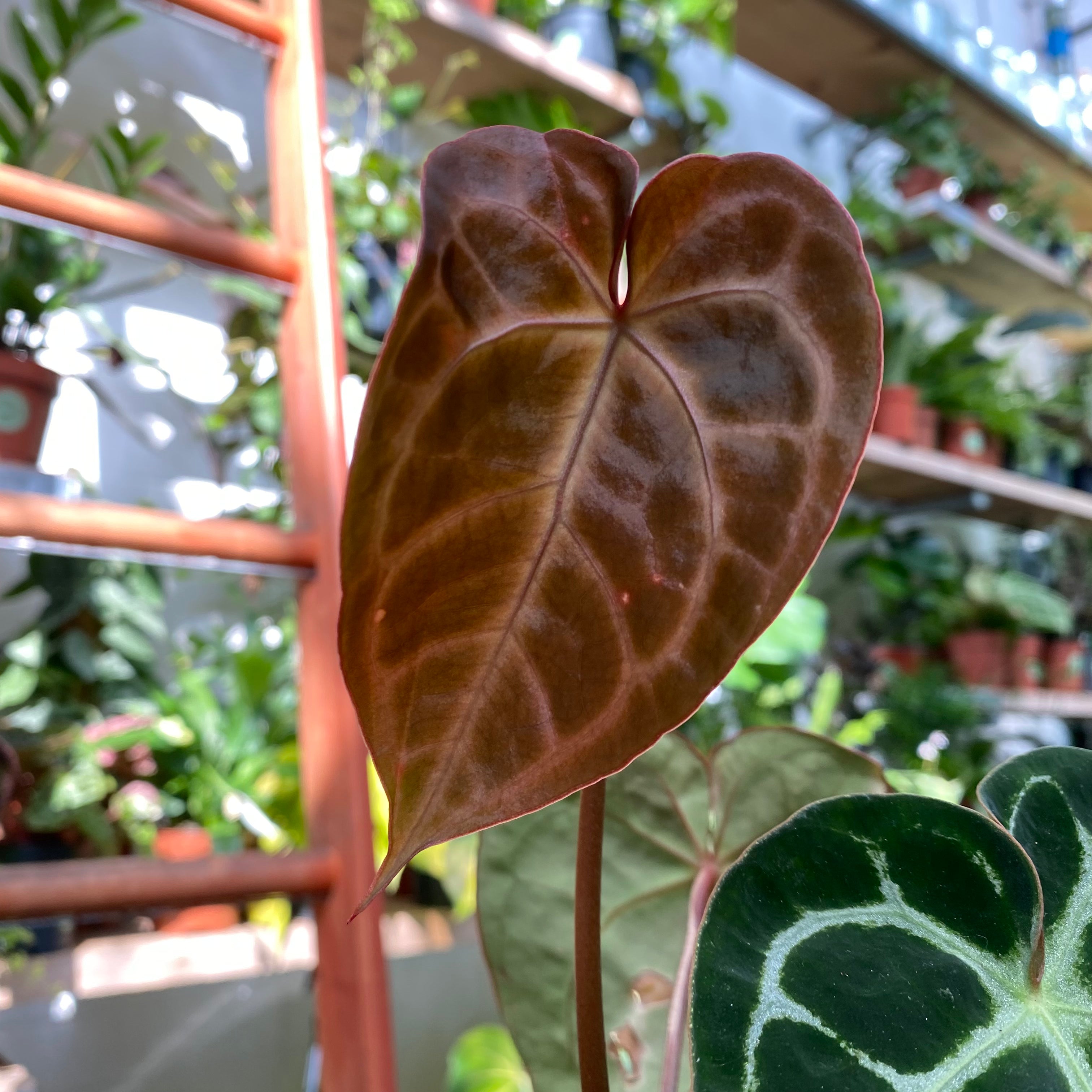 anthurium crystallinum watering Anthurium Crystallinum