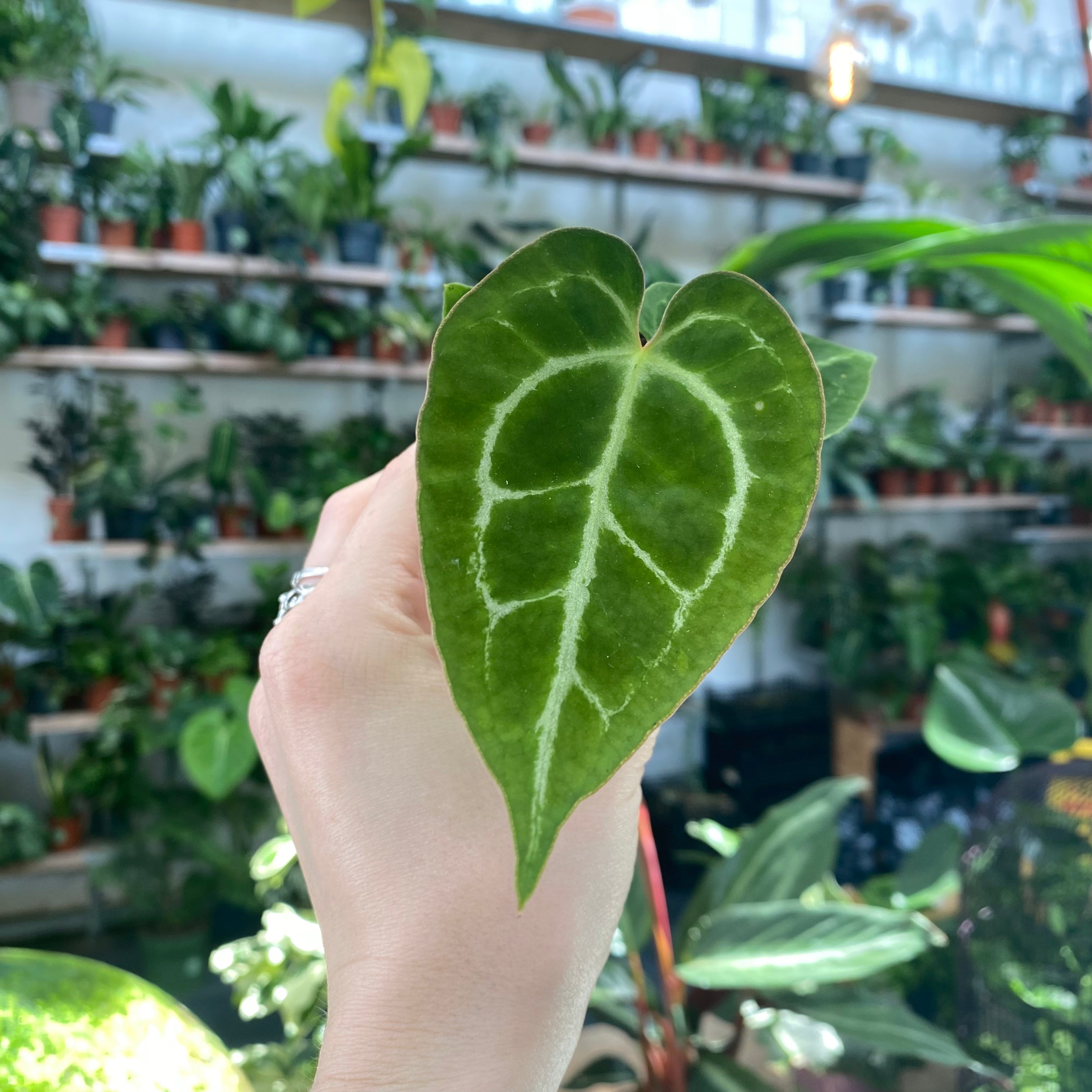 Anthurium Crystallinum in a 5 - 7 cm pot at The Watered Garden