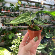 Anthurium Crystallinum in a 5 - 7 cm pot at The Watered Garden