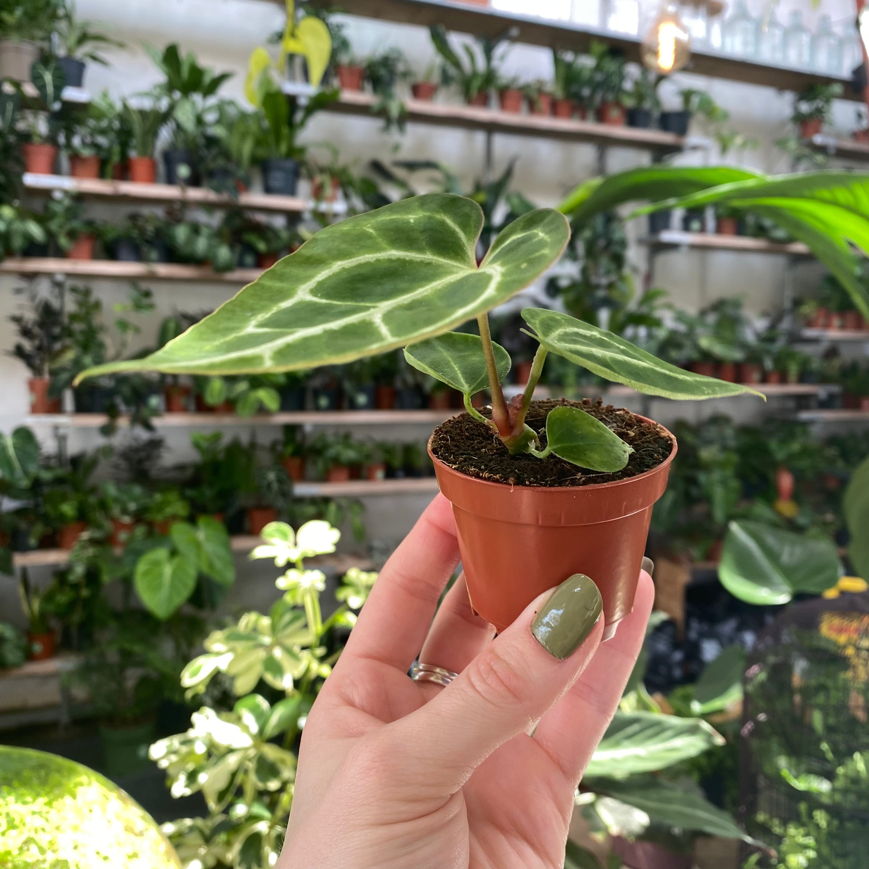 anthurium crystallinum potting mix Anthurium Crystallinum