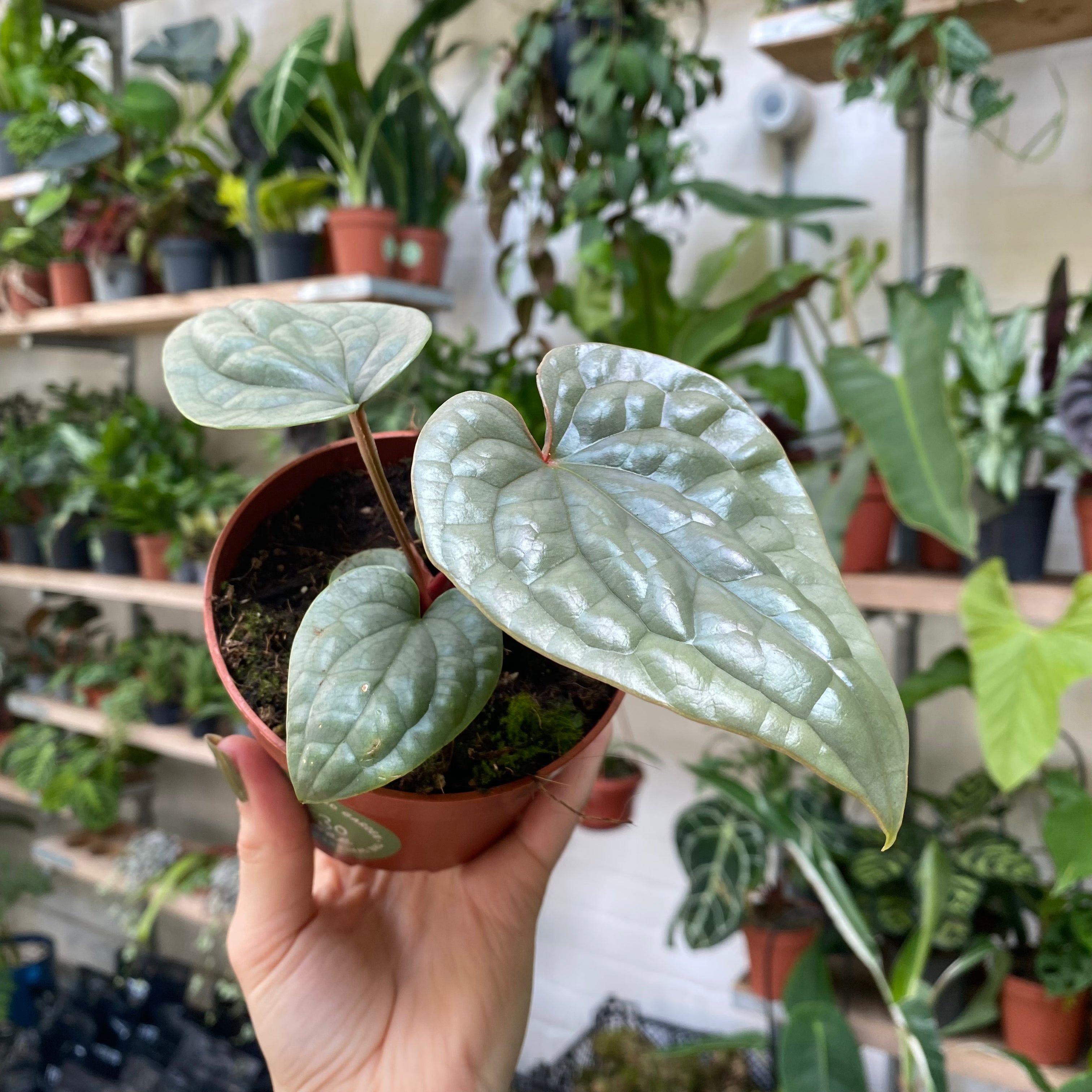 Anthurium Luxurians in a 9 - 11 cm pot at The Watered Garden