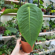 Anthurium Peltigerum in a 11 - 13 cm pot at The Watered Garden