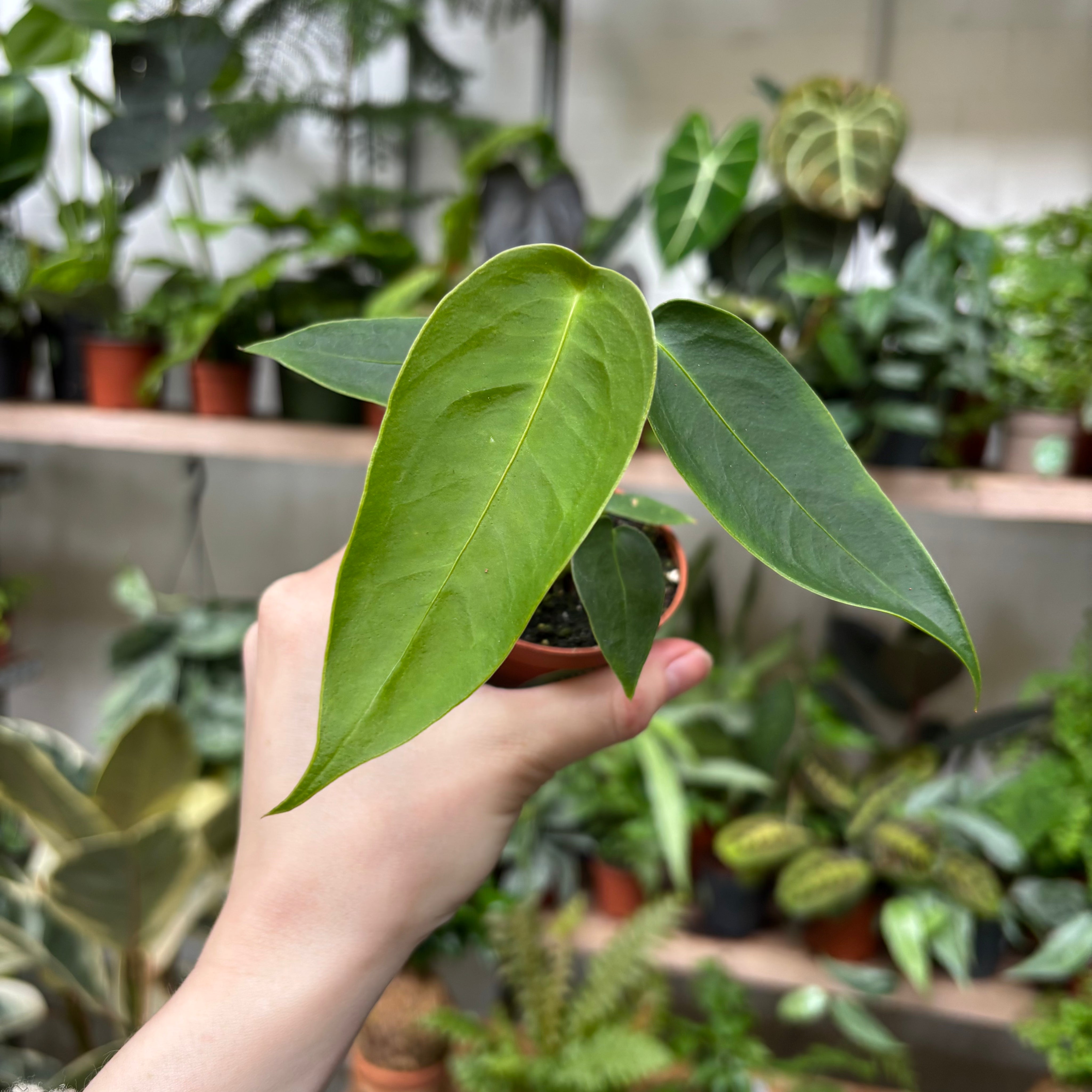 Anthurium Peltigerum in a 5 - 7 cm pot at The Watered Garden