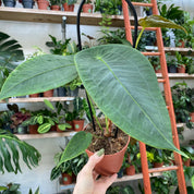 Anthurium Peltigerum in a 11 - 13 cm pot at The Watered Garden