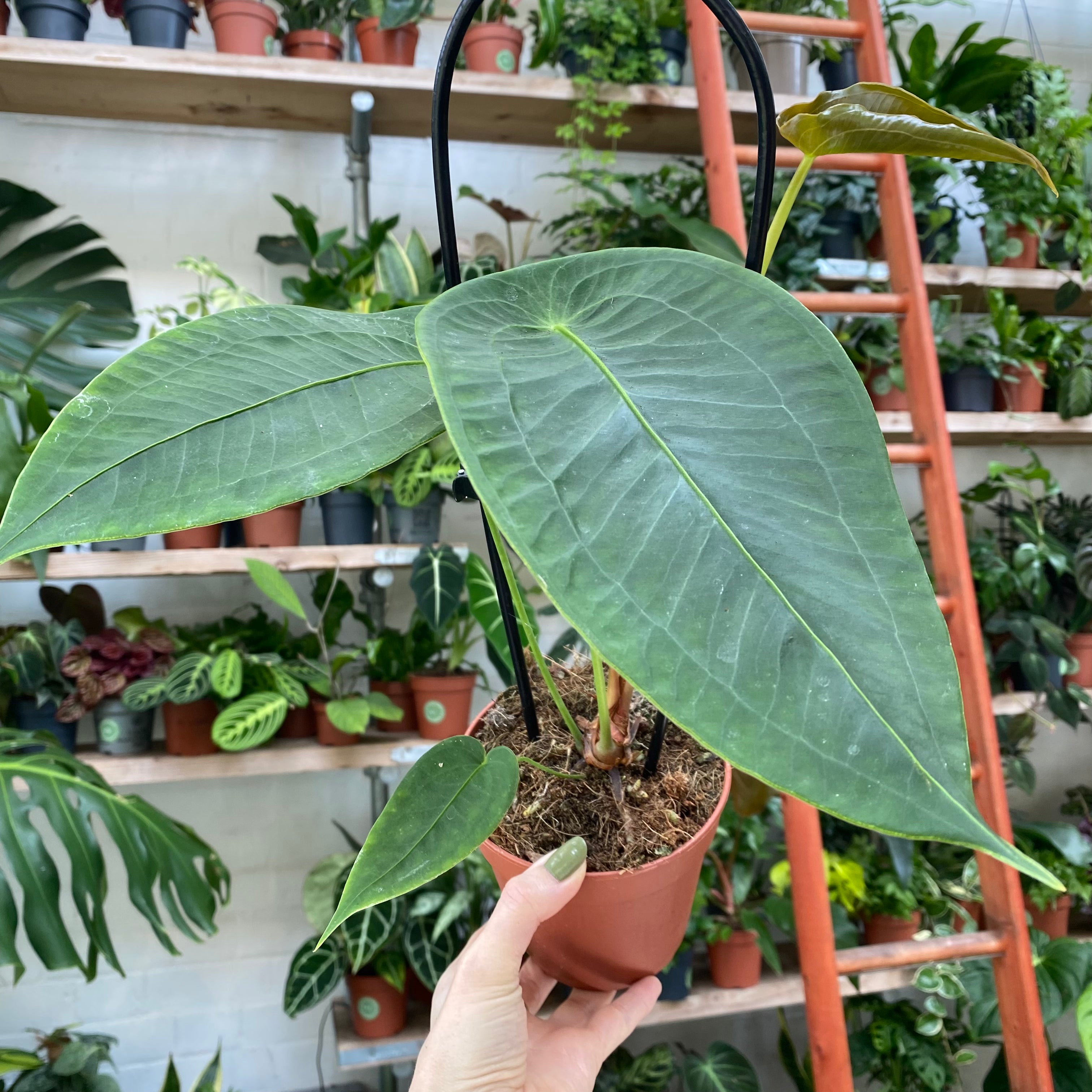 Anthurium Peltigerum in a 11 - 13 cm pot at The Watered Garden