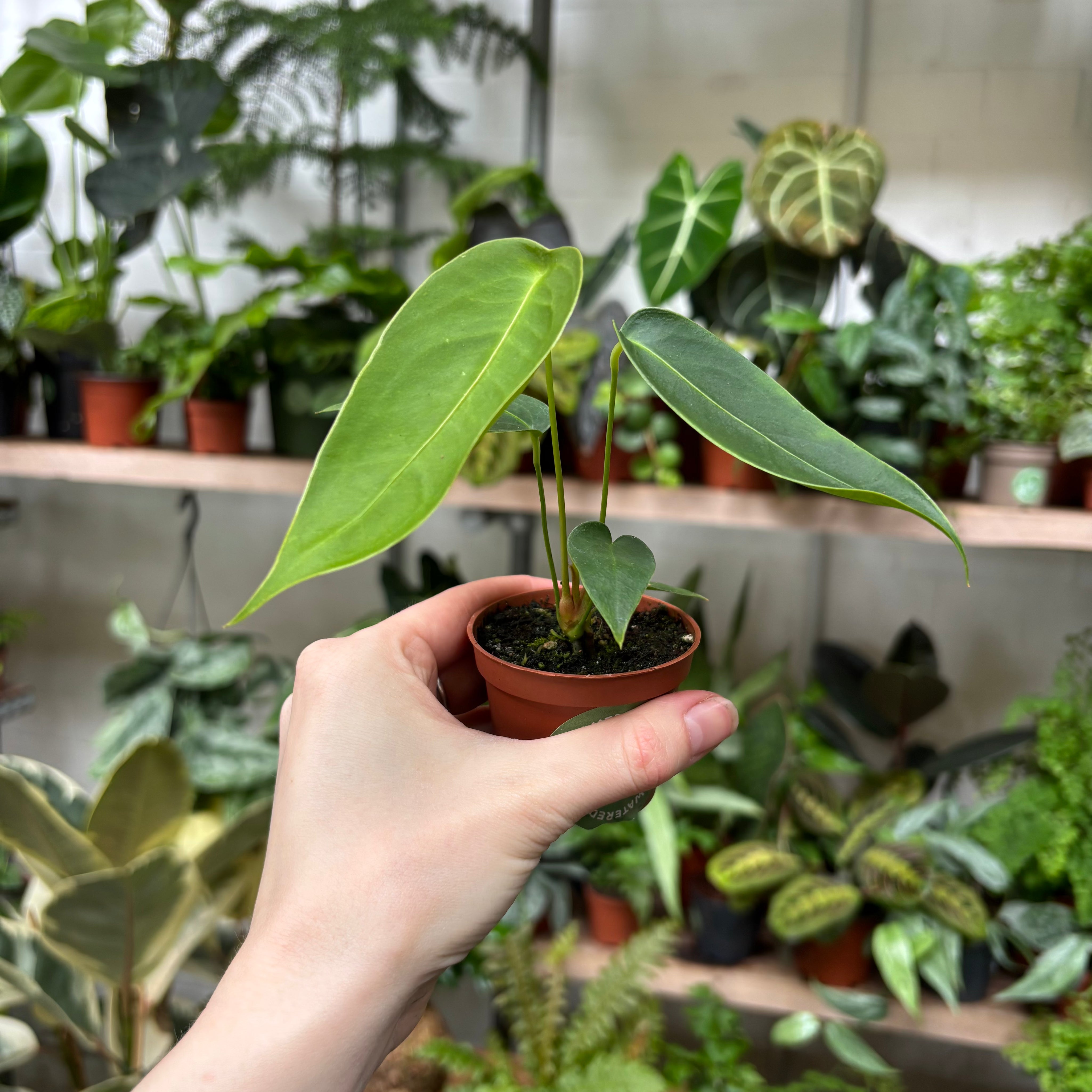 Anthurium Peltigerum in a 5 - 7 cm pot at The Watered Garden