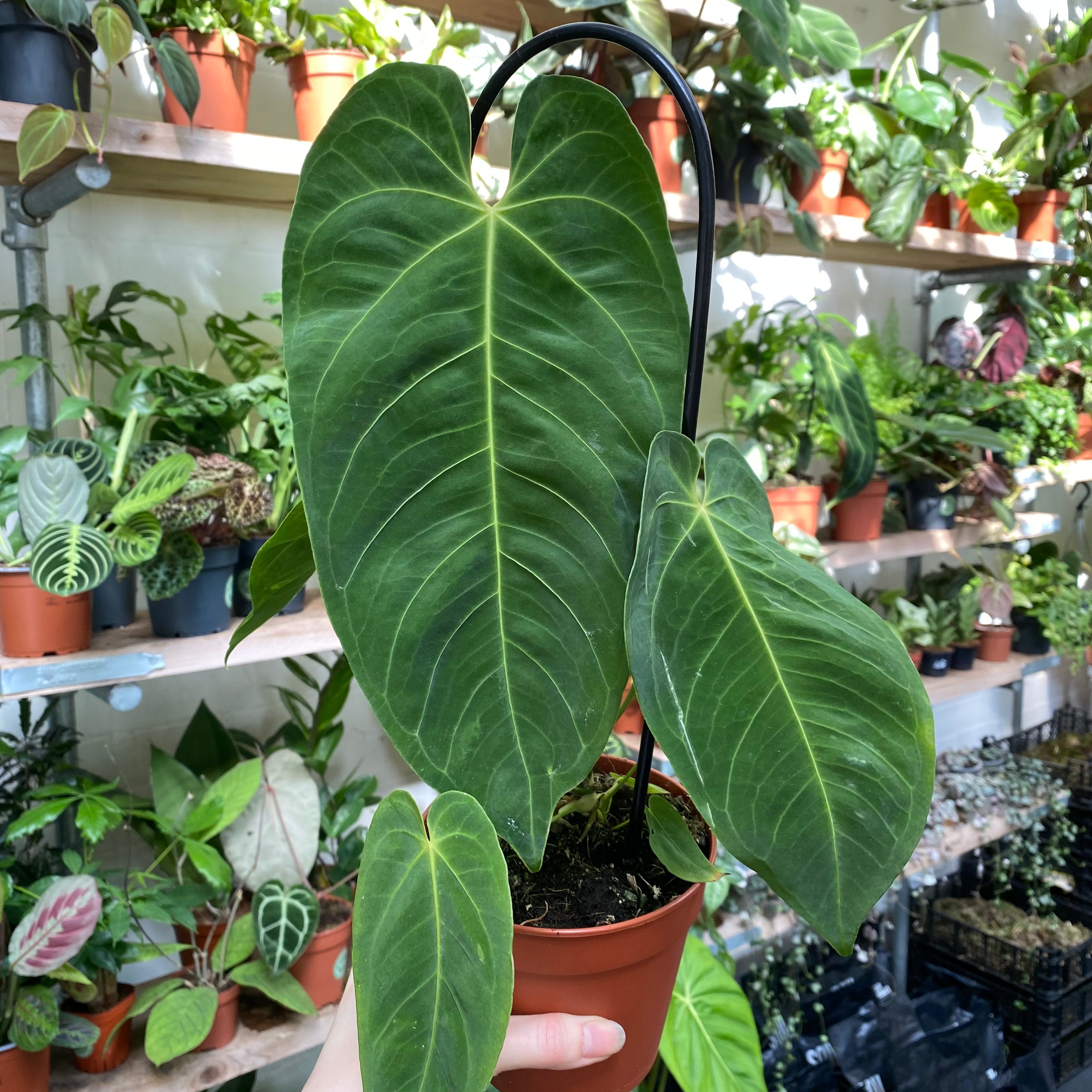 Anthurium Queremalense in a 11 - 13 cm pot at The Watered Garden