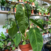Anthurium Queremalense in a 11 - 13 cm pot at The Watered Garden