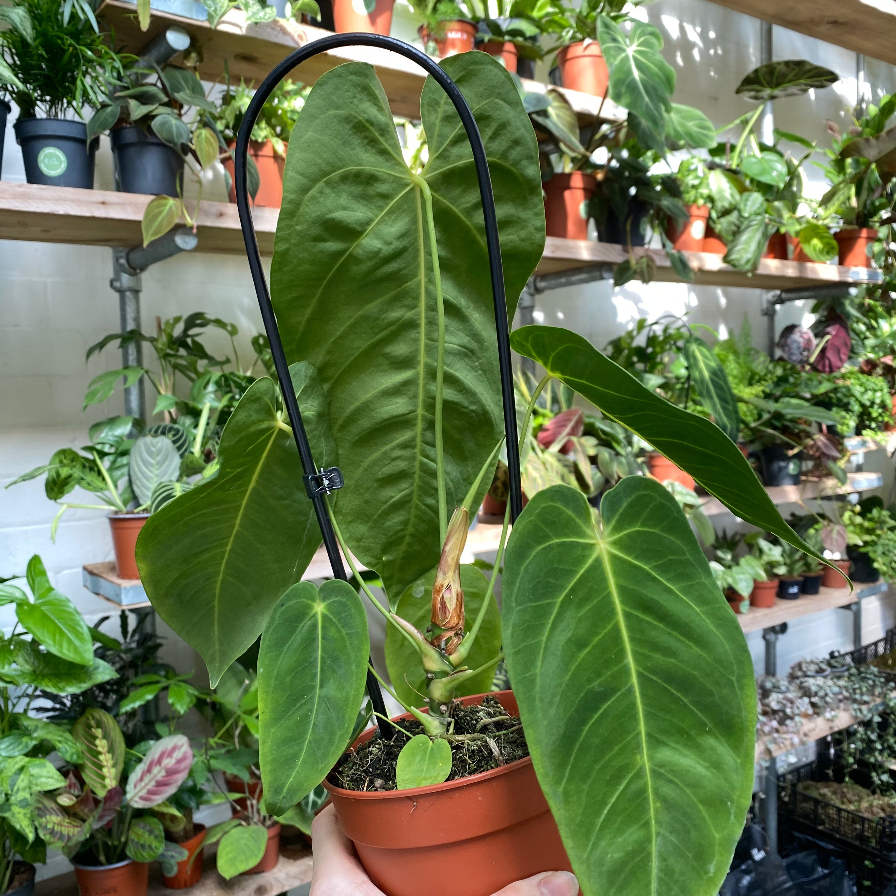 Anthurium Queremalense in a 11 - 13 cm pot at The Watered Garden