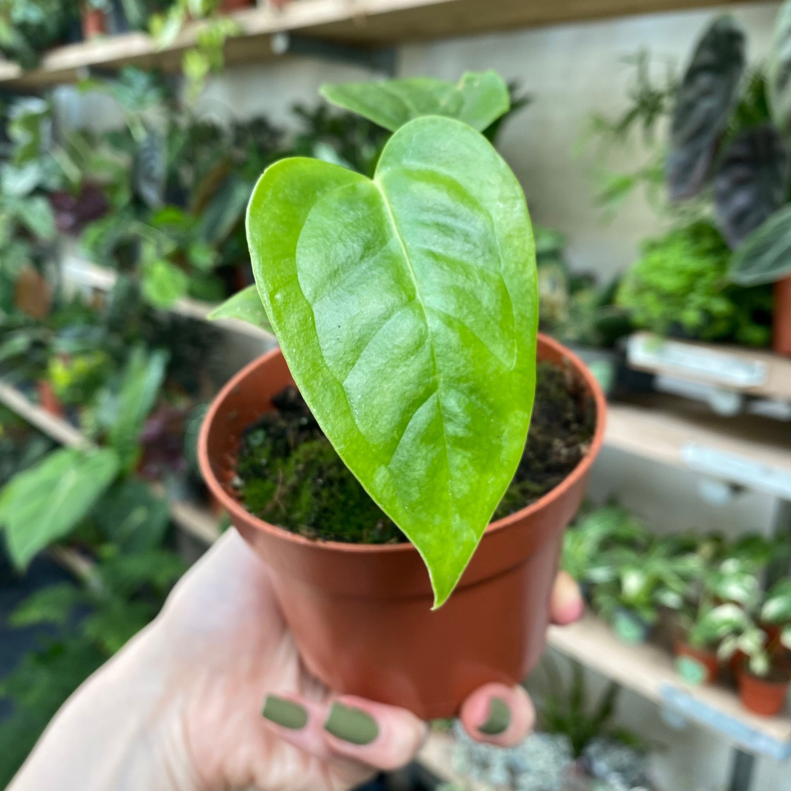 Anthurium Veitchii in a 9 - 11 cm pot at The Watered Garden