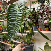 Anthurium Veitchii in a 11 - 13 cm pot at The Watered Garden