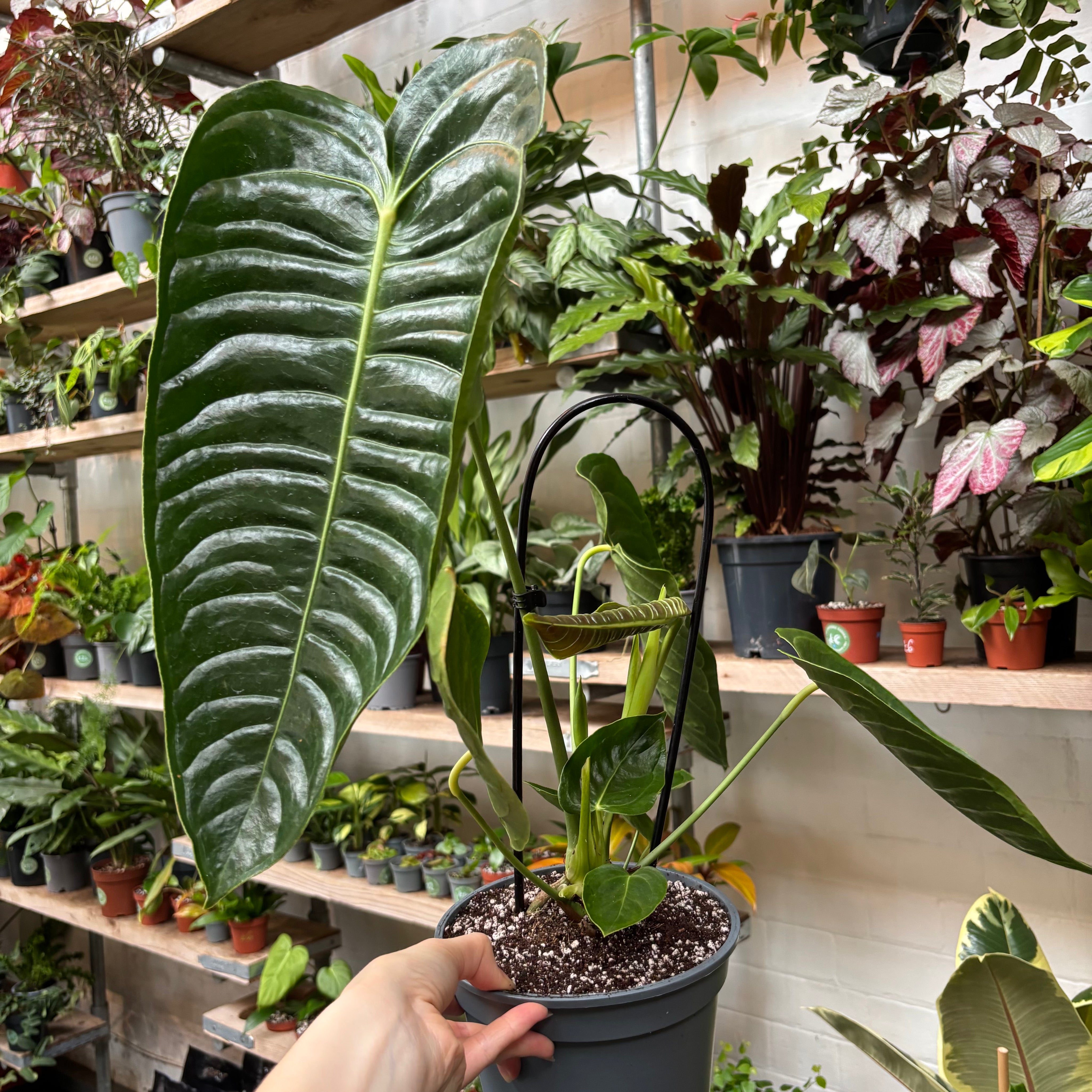 anthurium veitchii humidity Anthurium Veitchii