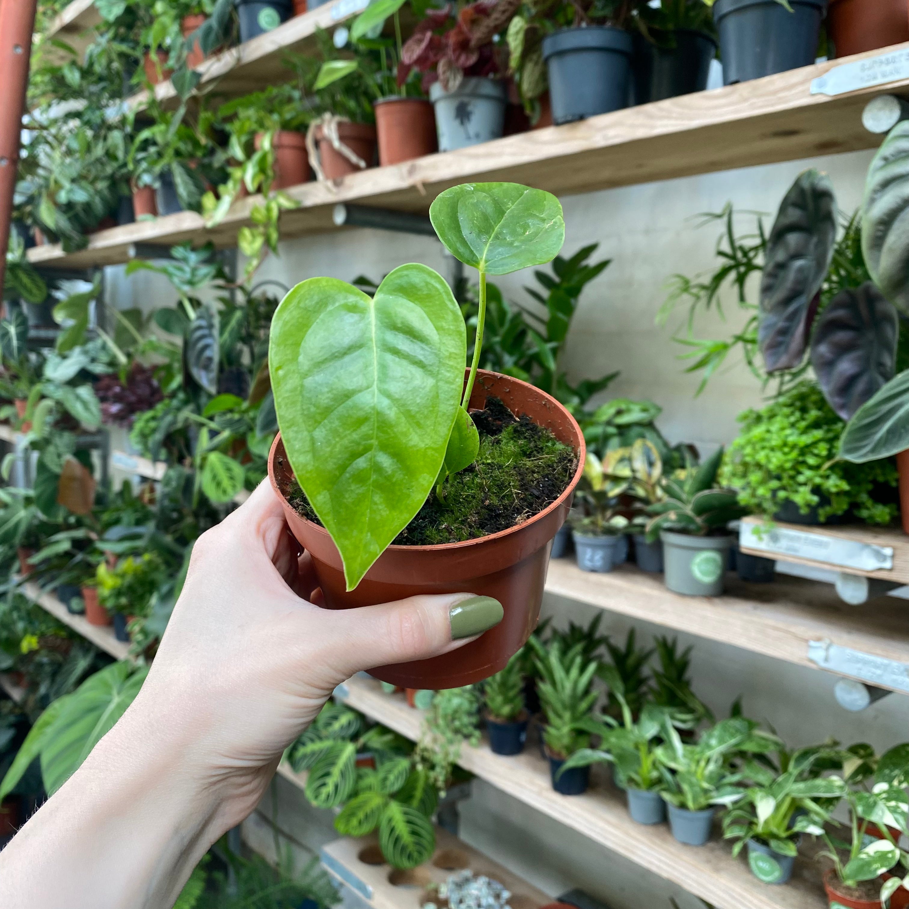 Anthurium Veitchii in a 9 - 11 cm pot at The Watered Garden