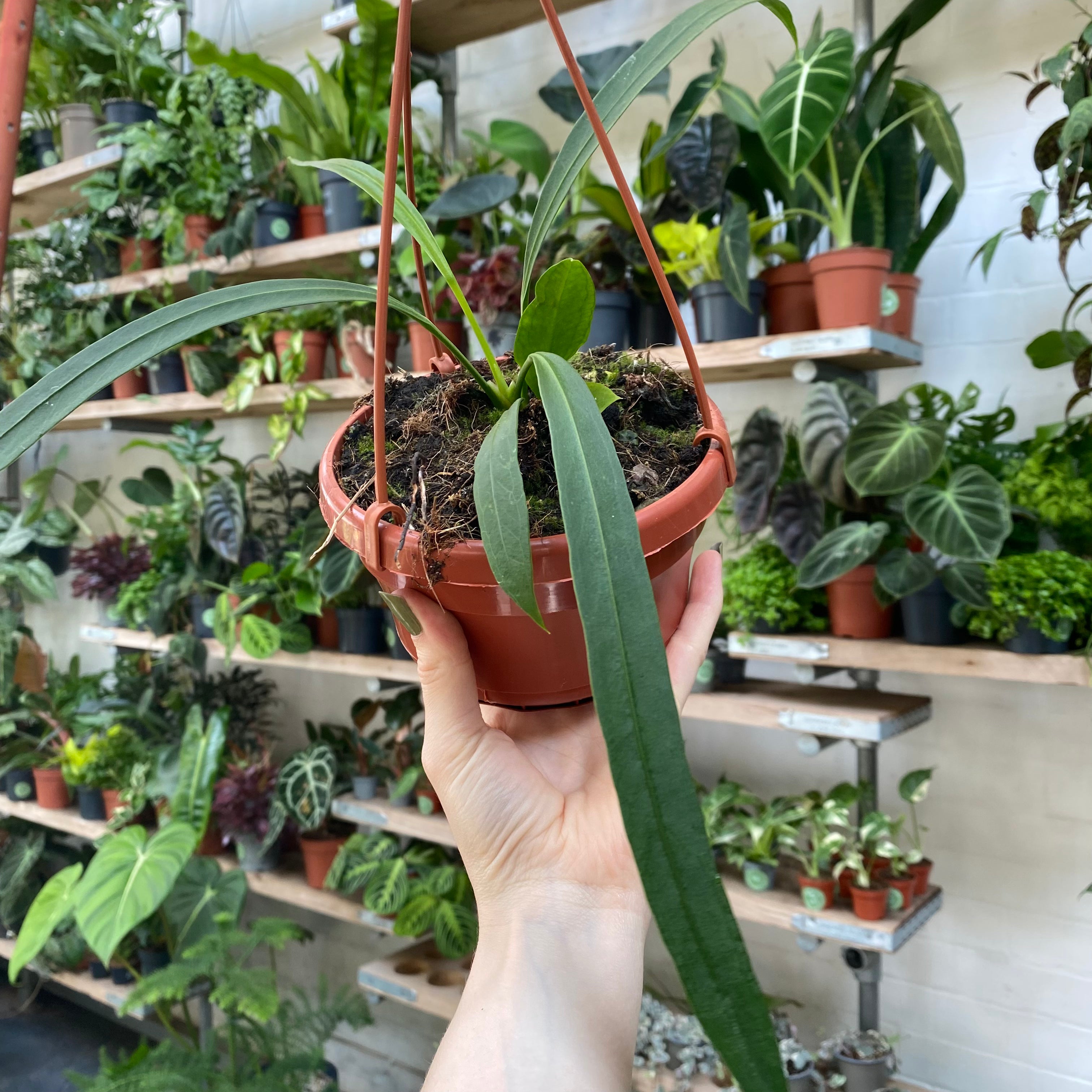 Anthurium Vittarifolium in a 13 - 15 cm hanging pot at The Watered Garden
