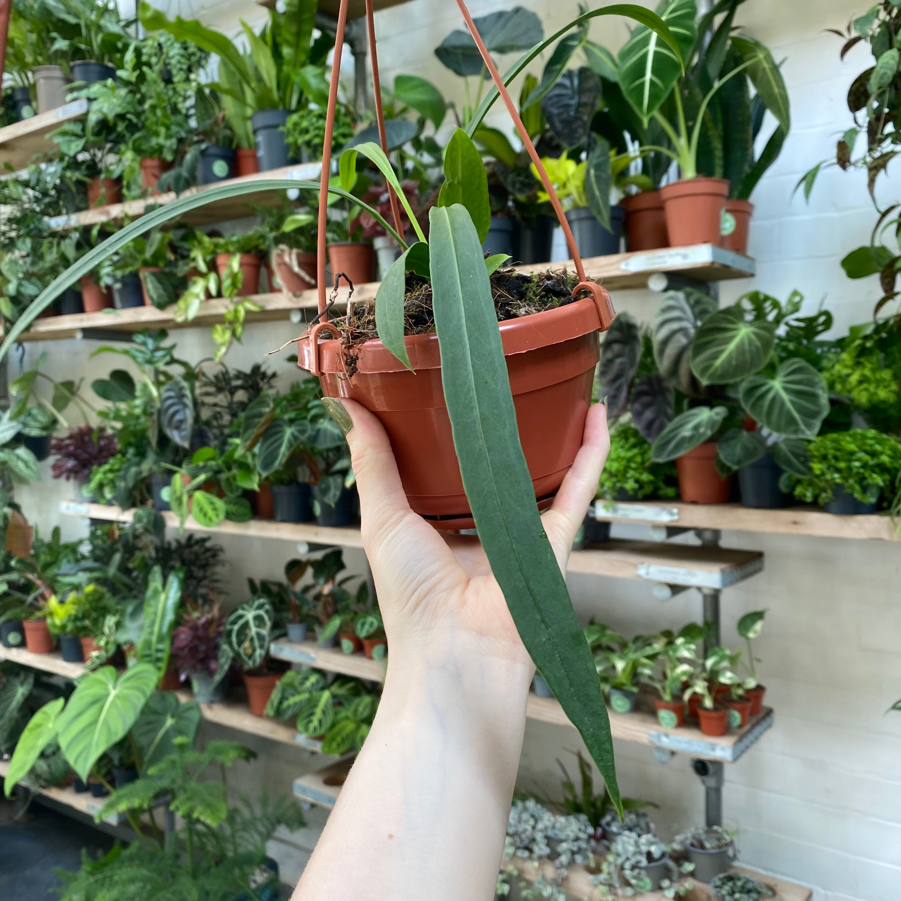 hanging anthurium Anthurium Vittarifolium
