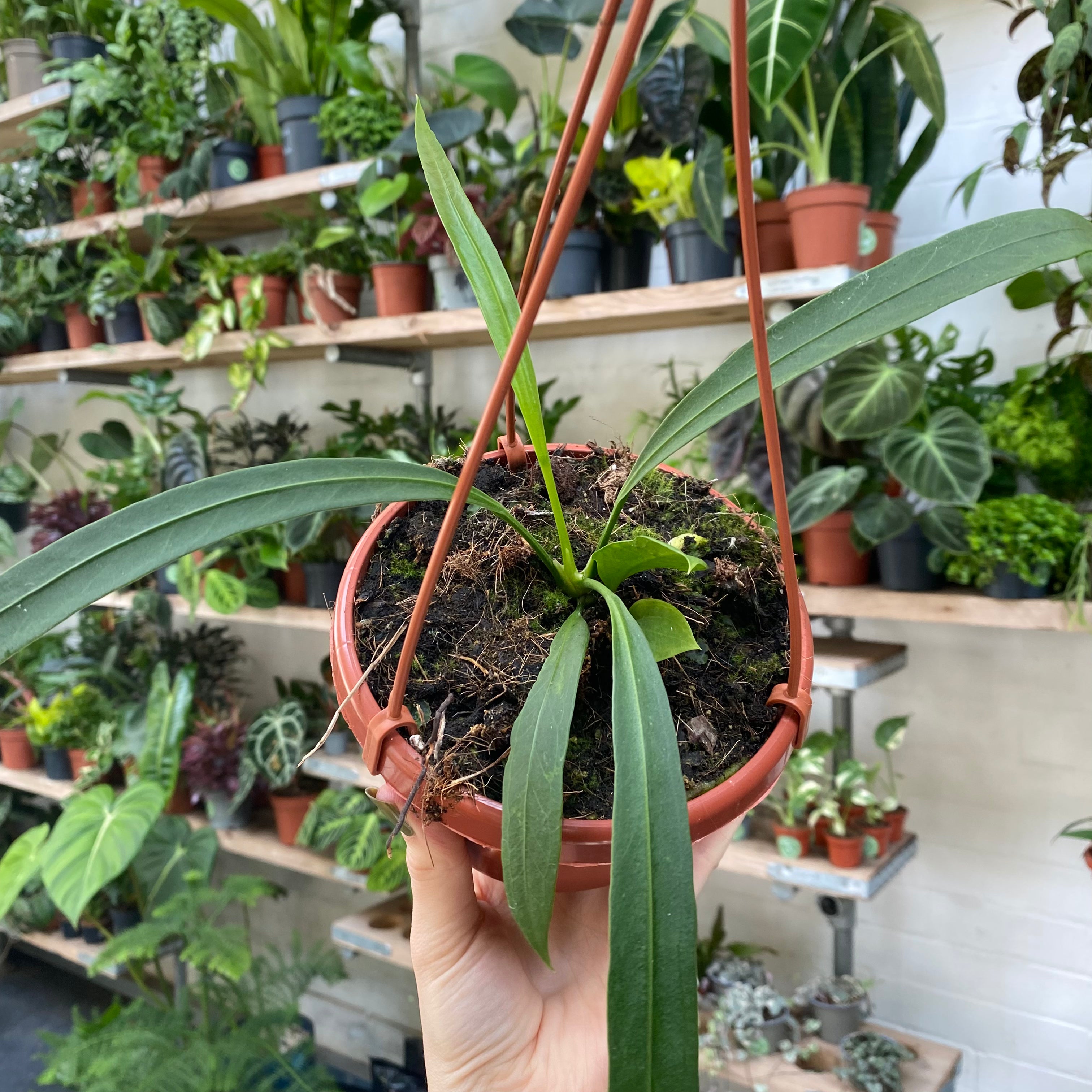 Anthurium Vittarifolium in a 13 - 15 cm hanging pot at The Watered Garden