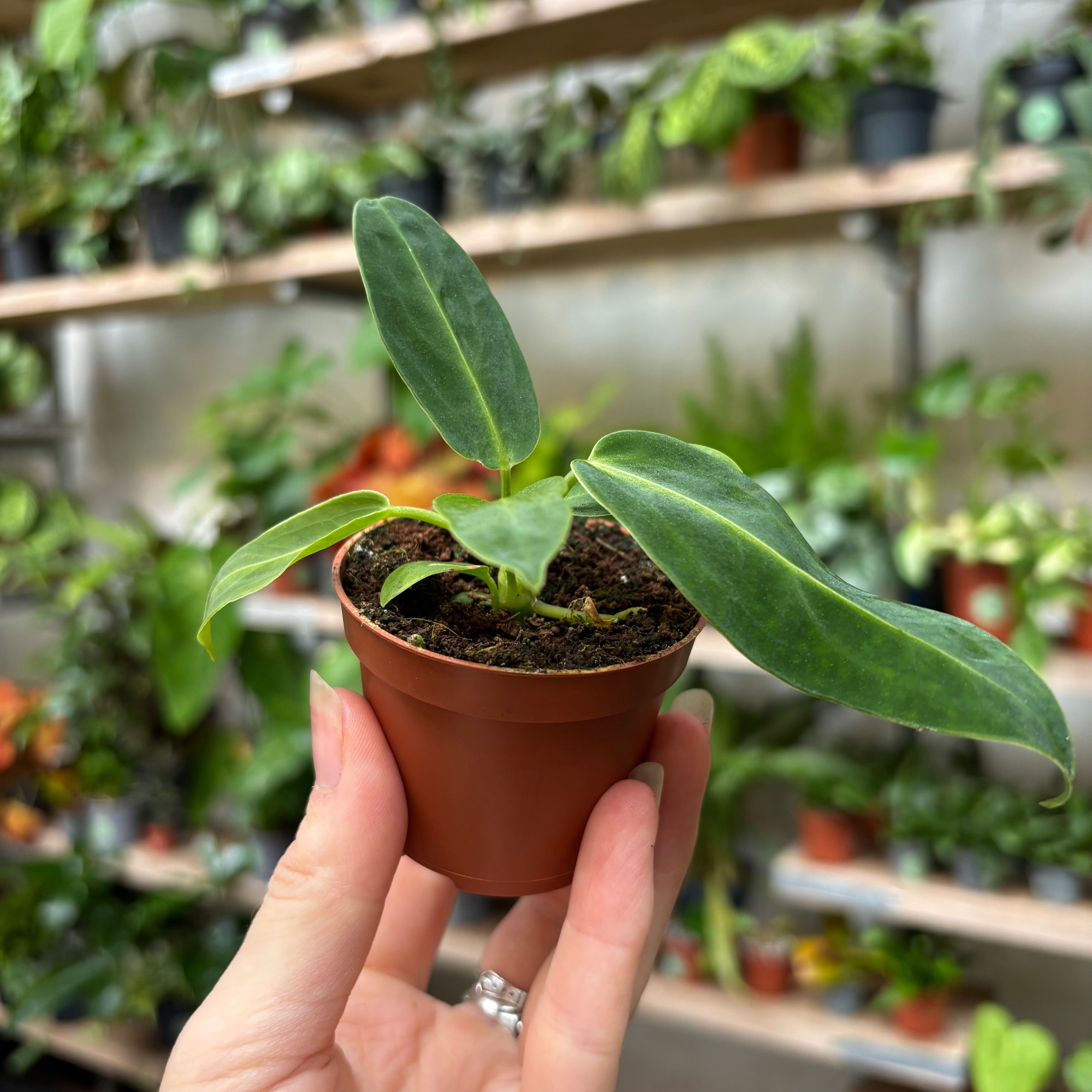 Anthurium Warocqueanum in a 5 - 7 cm pot at The Watered Garden
