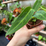 Anthurium Warocqueanum in a 5 - 7 cm pot at The Watered Garden
