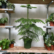 Araucaria Heterophylla in a 19 - 21 cm pot at The Watered Garden