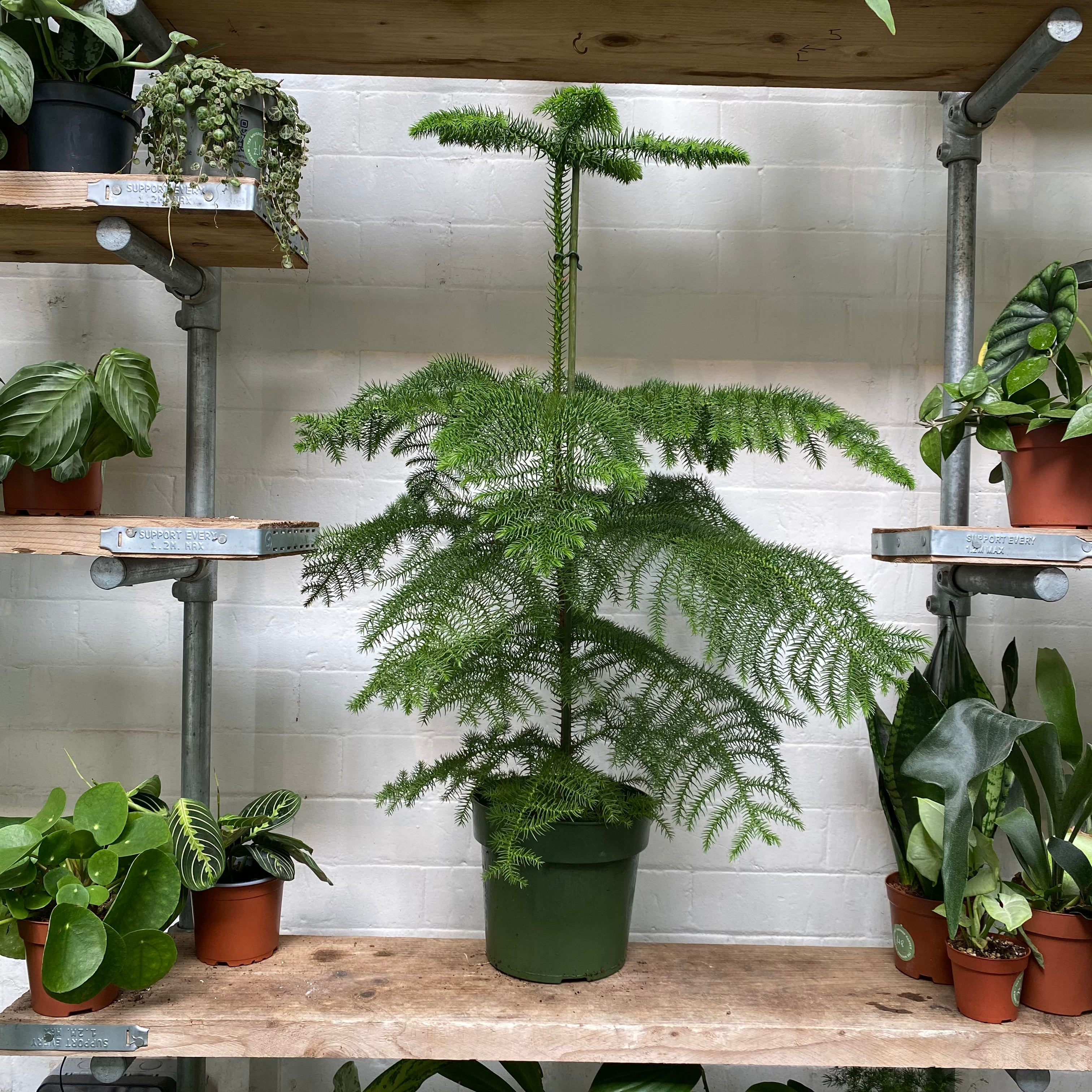Araucaria Heterophylla in a 19 - 21 cm pot at The Watered Garden