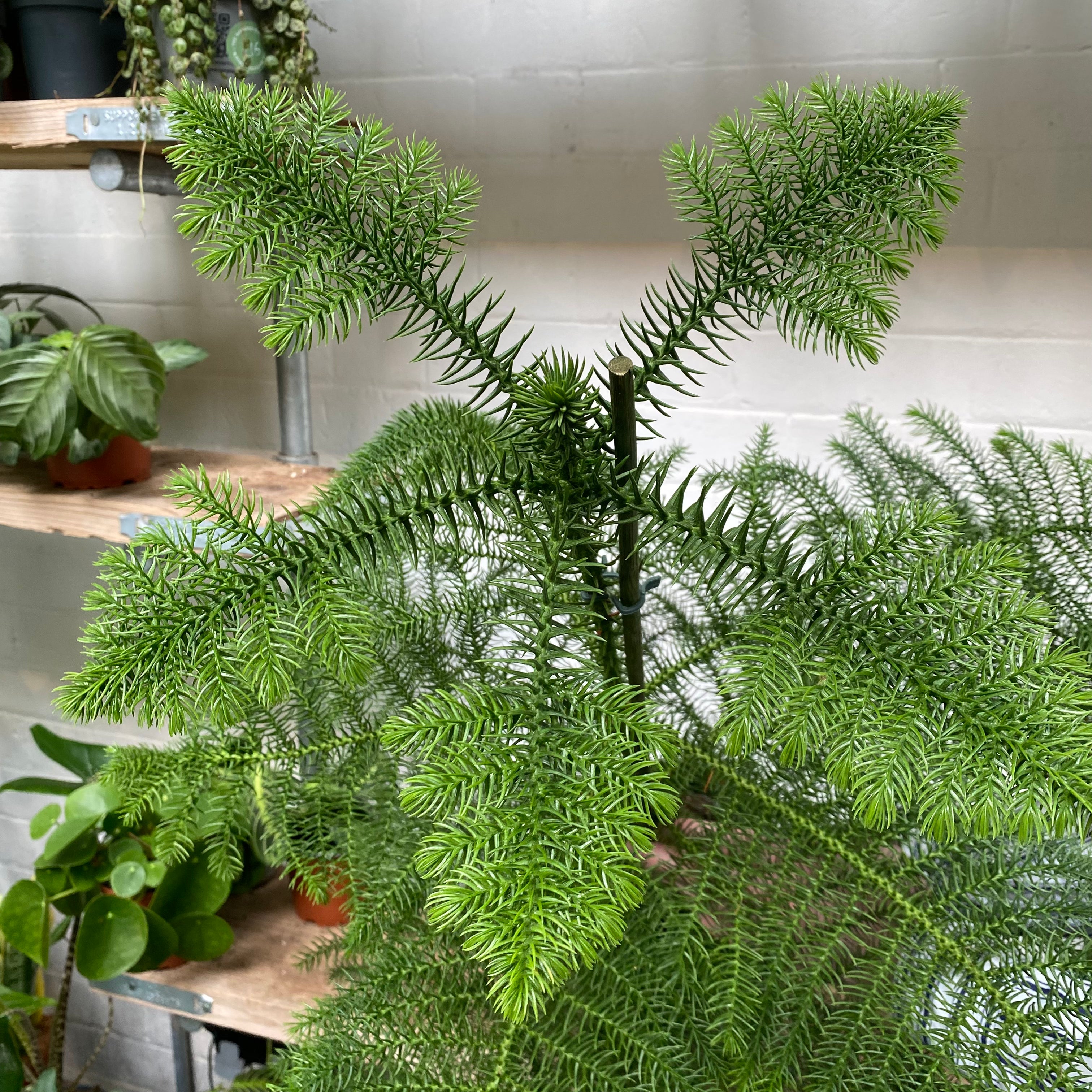 Araucaria Heterophylla in a 19 - 21 cm pot at The Watered Garden