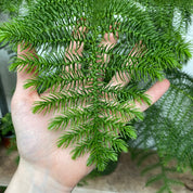 Araucaria Heterophylla in a 19 - 21 cm pot at The Watered Garden