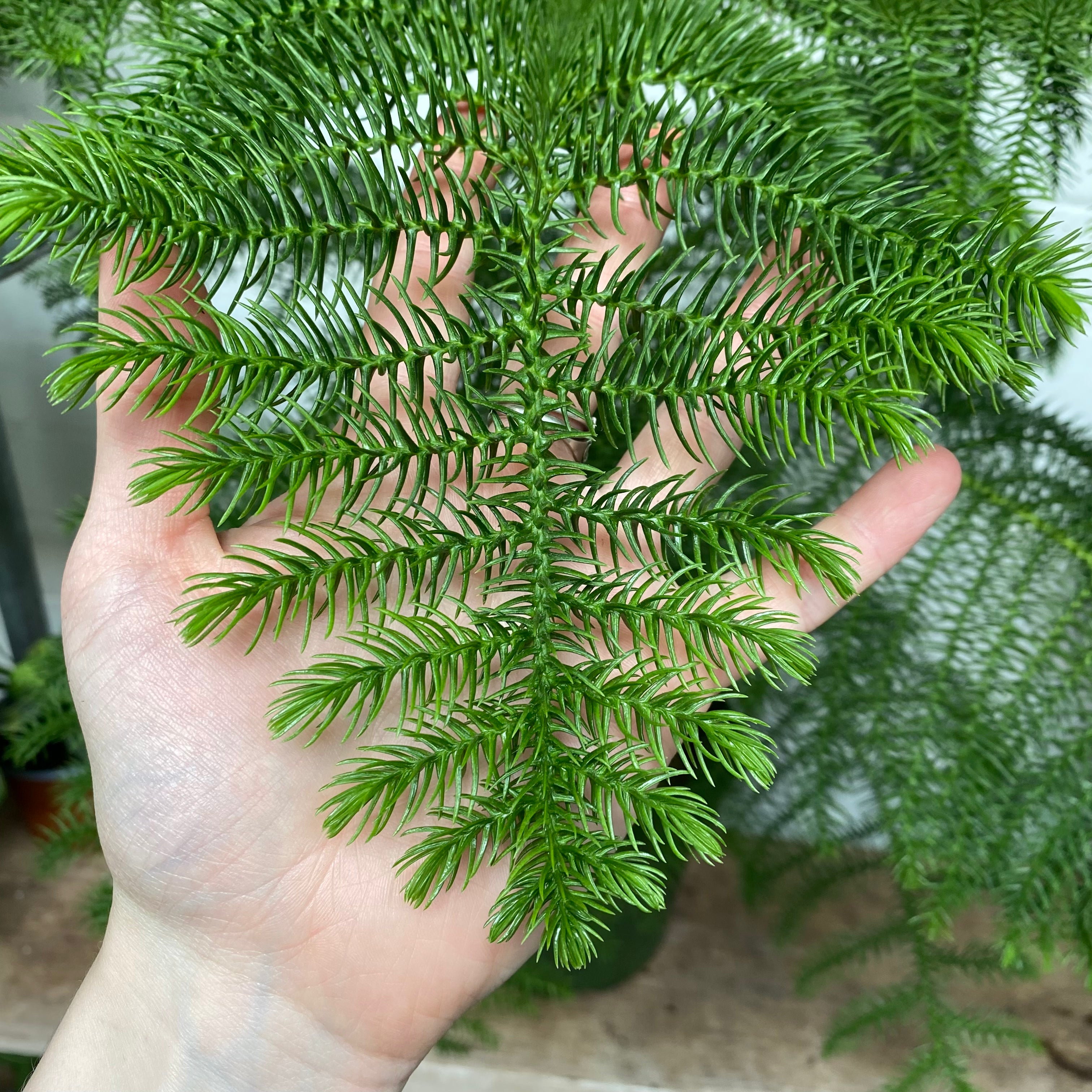 Araucaria Heterophylla in a 19 - 21 cm pot at The Watered Garden