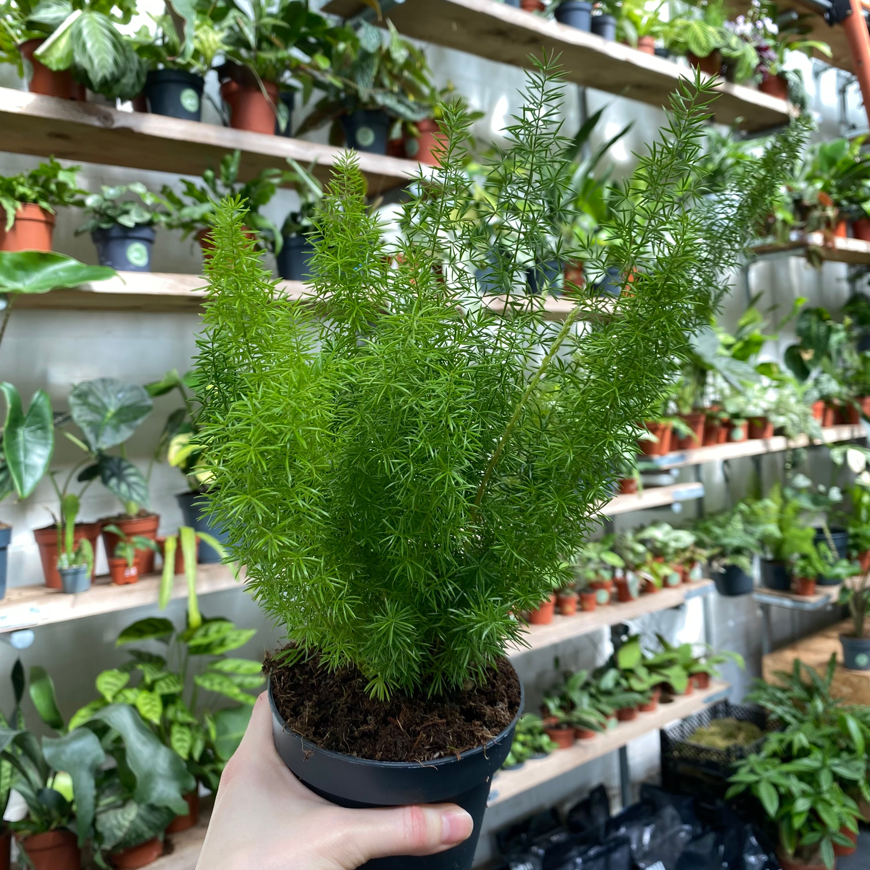 Asparagus Densiflorus 'Myersii' in a 11 - 13 cm pot at The Watered Garden