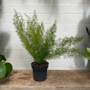 Asparagus Densiflorus 'Myersii' in a 11 - 13 cm pot at The Watered Garden