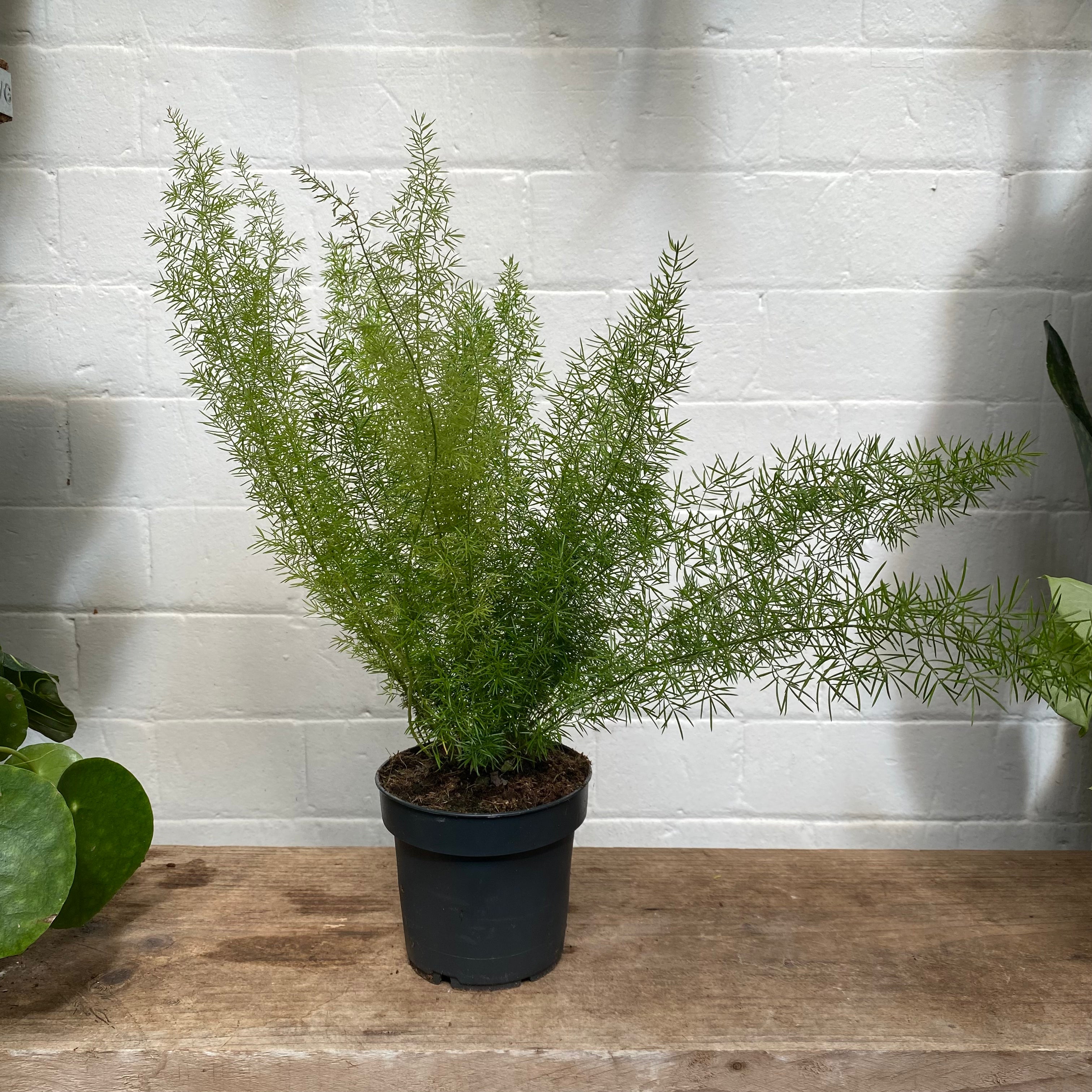 Asparagus Densiflorus 'Myersii' in a 11 - 13 cm pot at The Watered Garden