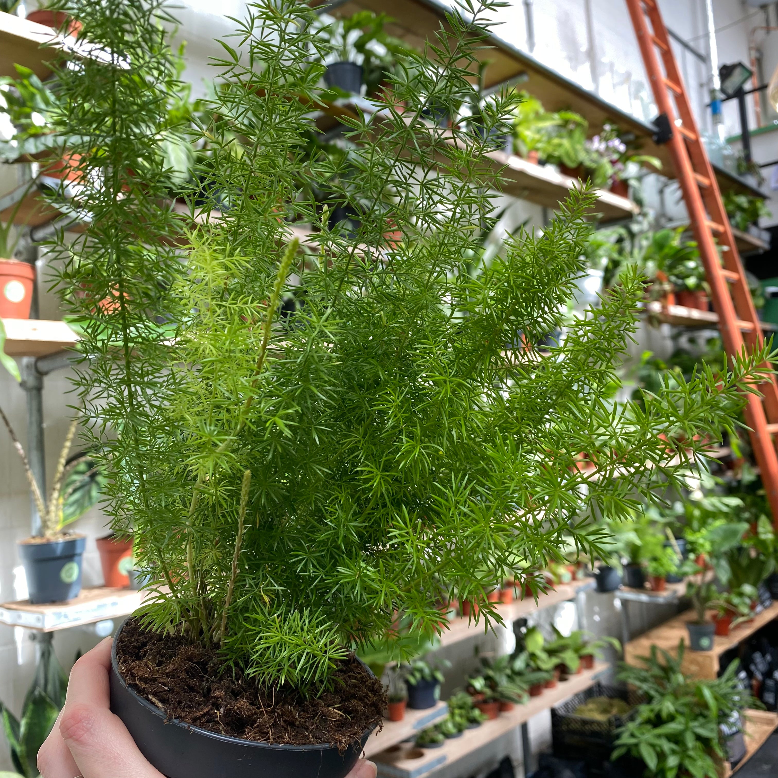 Asparagus Densiflorus 'Myersii' in a 11 - 13 cm pot at The Watered Garden