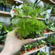 Asparagus Setaceus in a 5 - 7 cm pot at The Watered Garden
