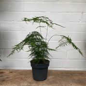 Asparagus Setaceus in a 11 - 13 cm pot at The Watered Garden