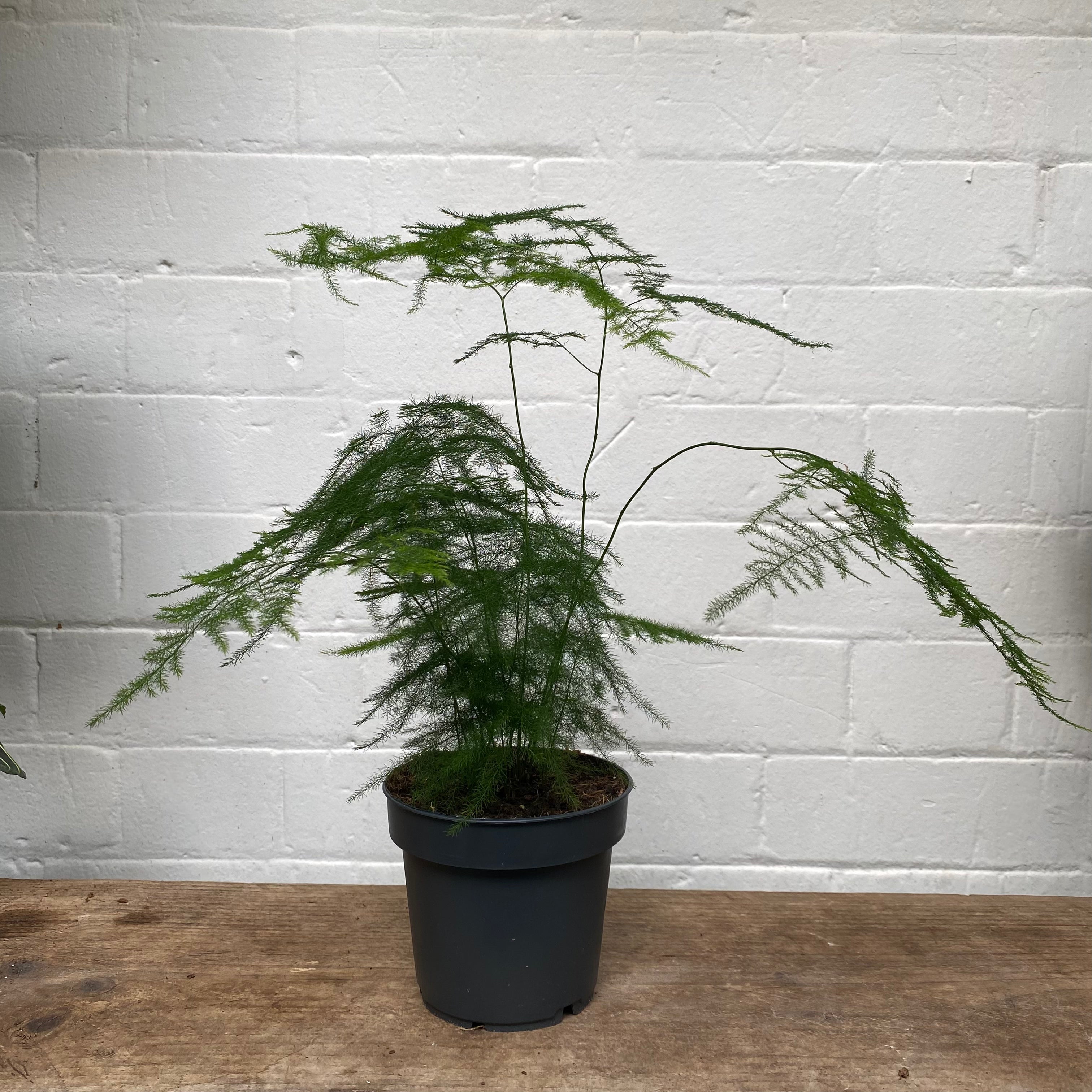 Asparagus Setaceus in a 11 - 13 cm pot at The Watered Garden