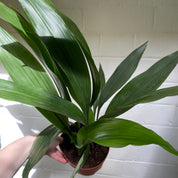 Aspidistra Elatior in a 13 - 15 cm pot at The Watered Garden