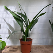 Aspidistra Elatior in a 13 - 15 cm pot at The Watered Garden