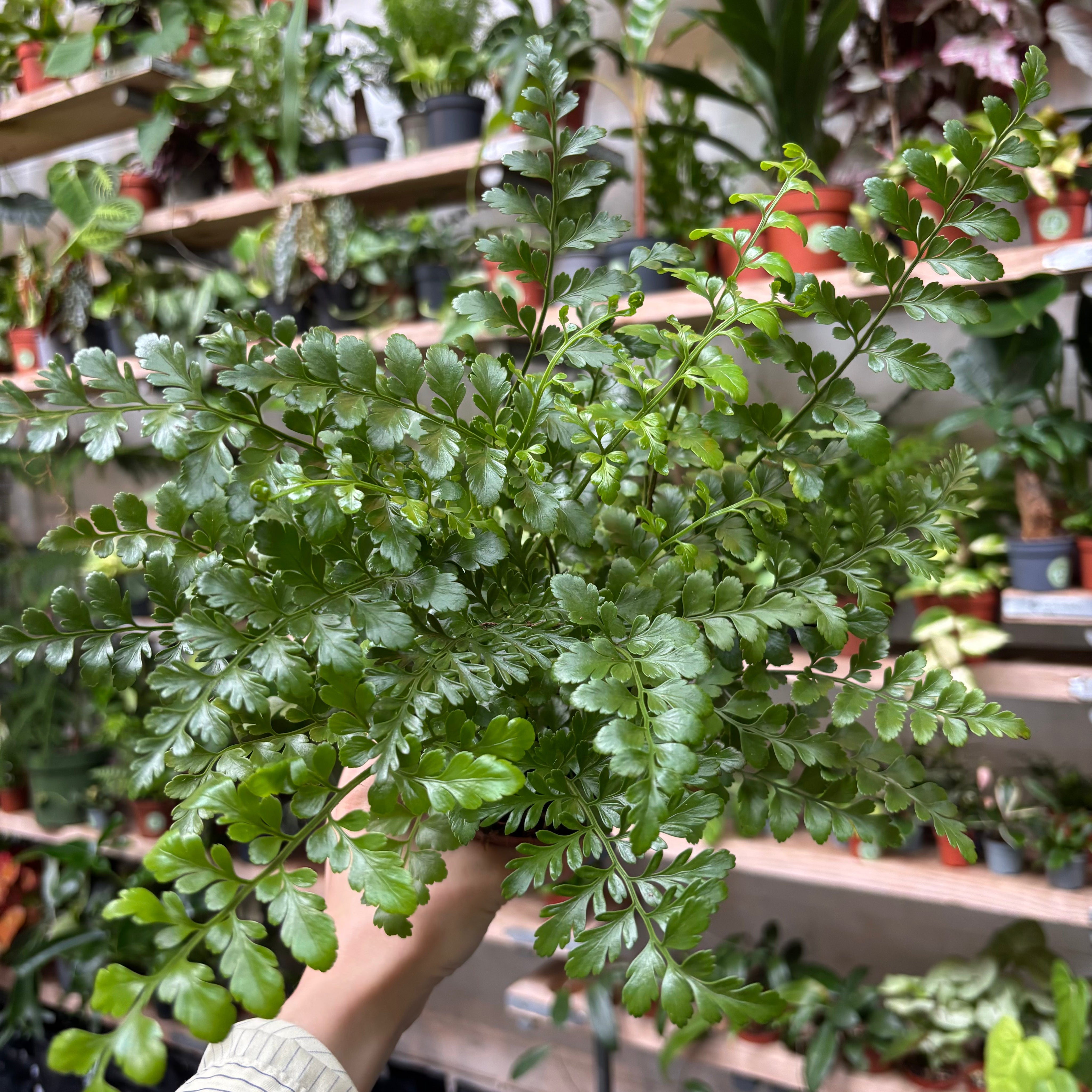 Asplenium Parvati in a 11 - 13 cm pot at The Watered Garden