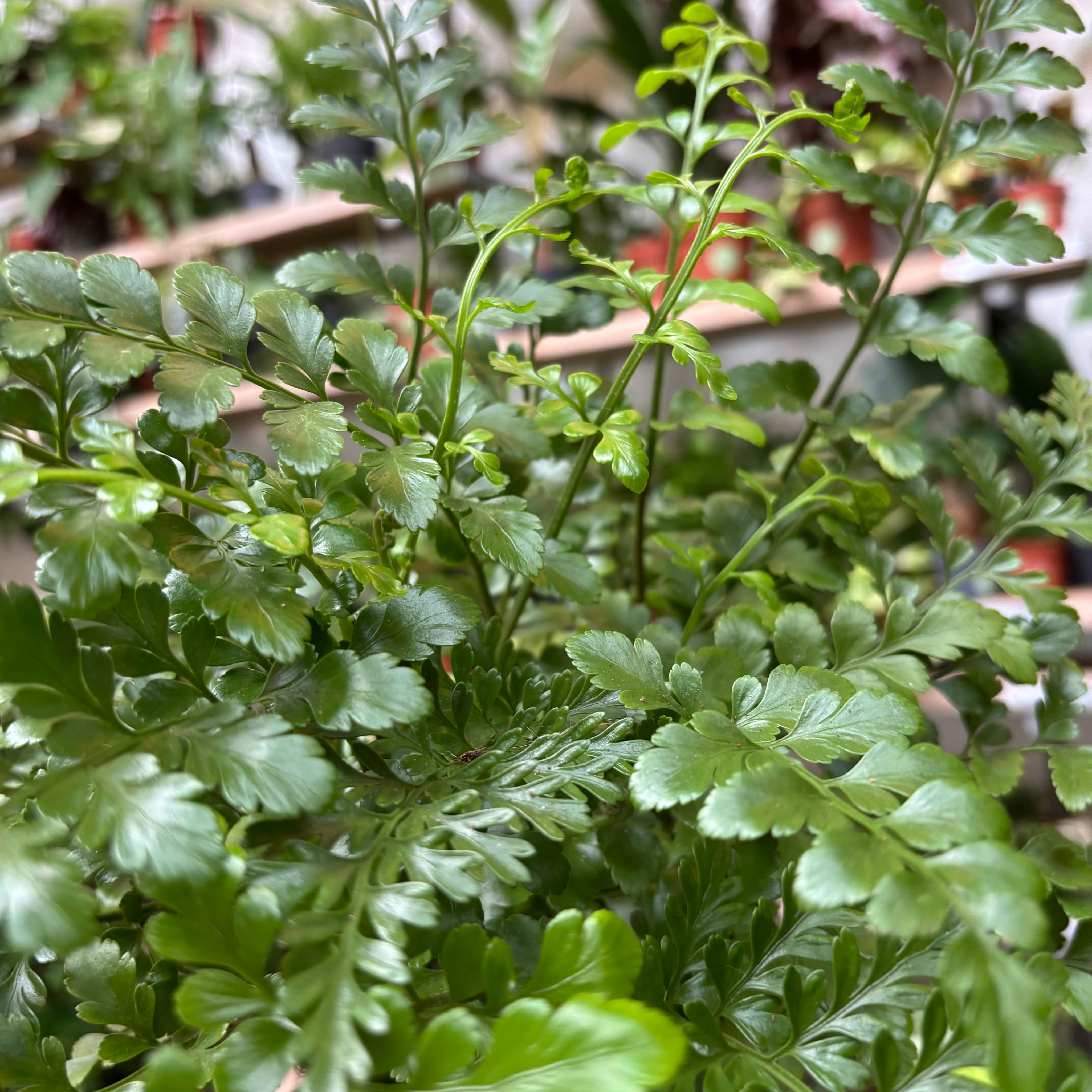 Asplenium Parvati in a 11 - 13 cm pot at The Watered Garden