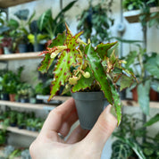 Begonia Amphioxus in a 5 - 7 cm pot at The Watered Garden