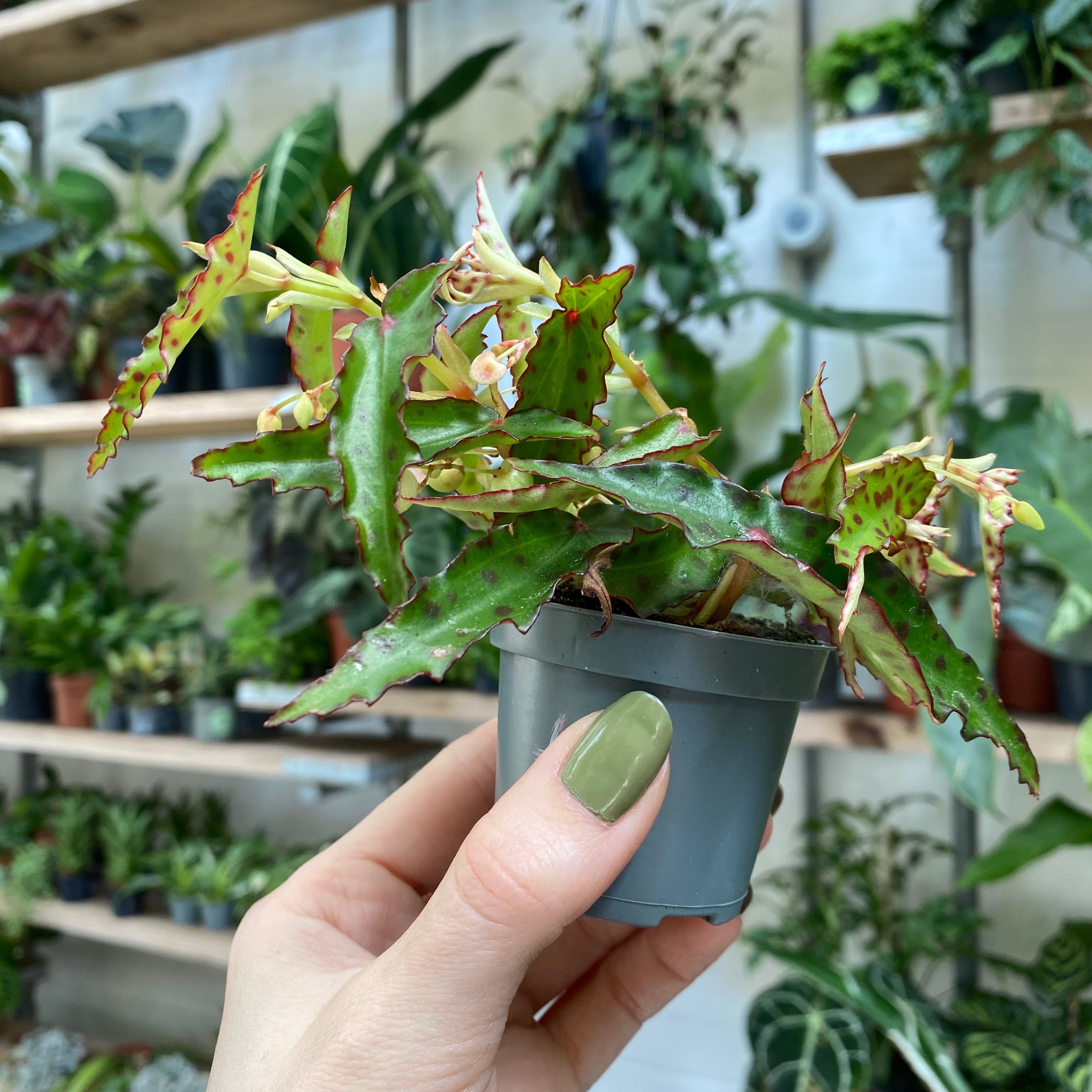 Begonia Amphioxus in a 5 - 7 cm pot at The Watered Garden