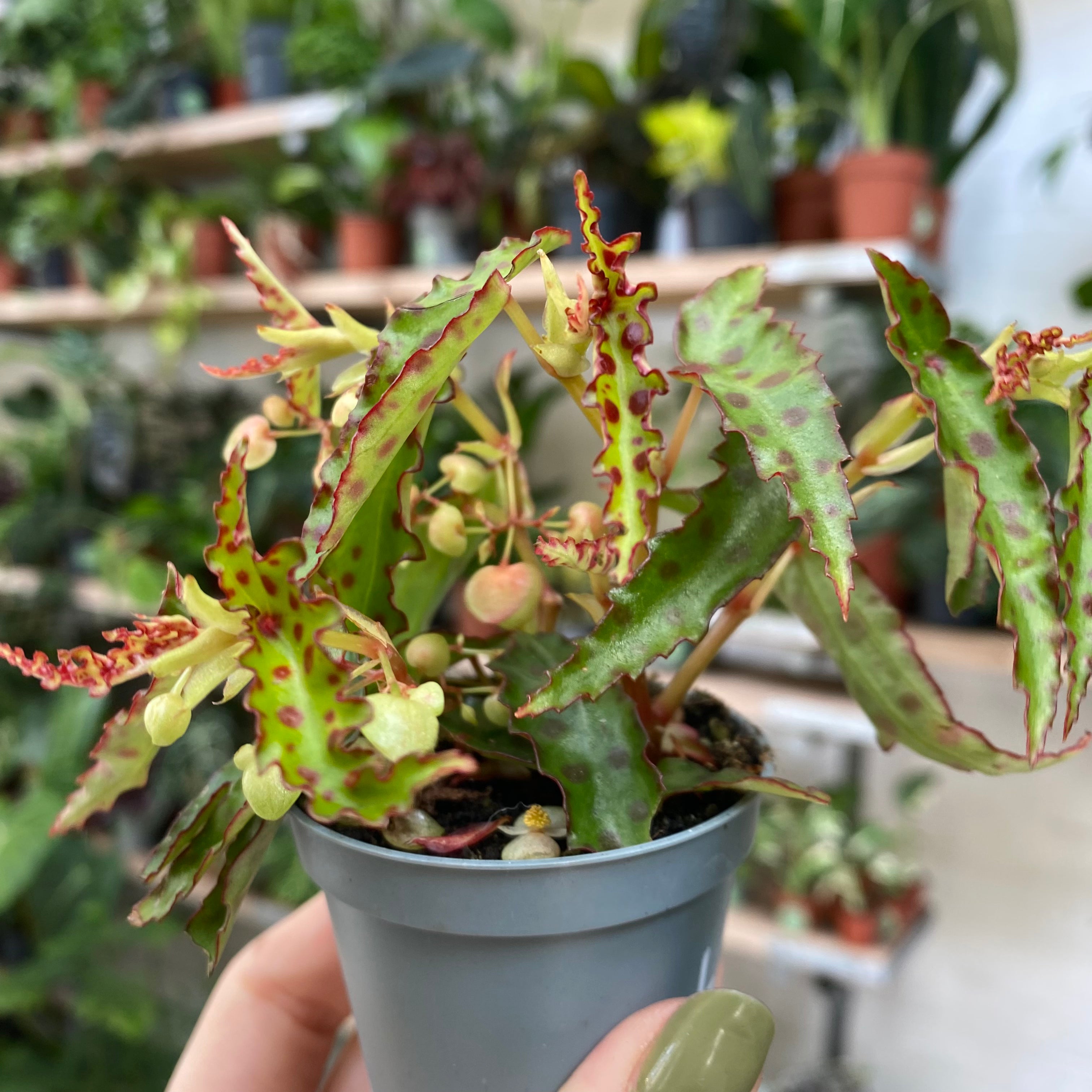 Begonia Amphioxus in a 5 - 7 cm pot at The Watered Garden
