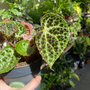 Begonia Ferox in a 11 - 13 cm pot at The Watered Garden