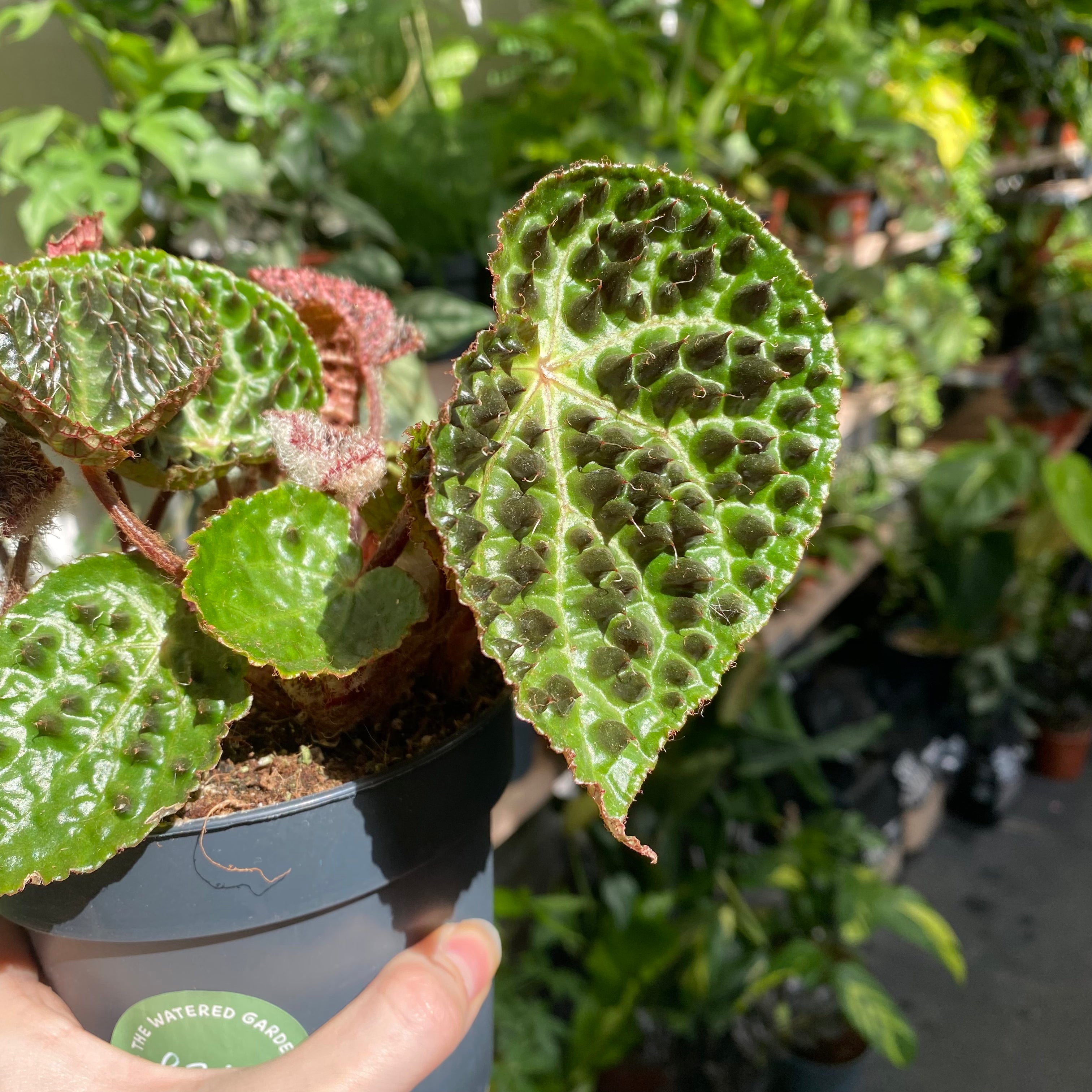 Begonia Ferox in a 11 - 13 cm pot at The Watered Garden