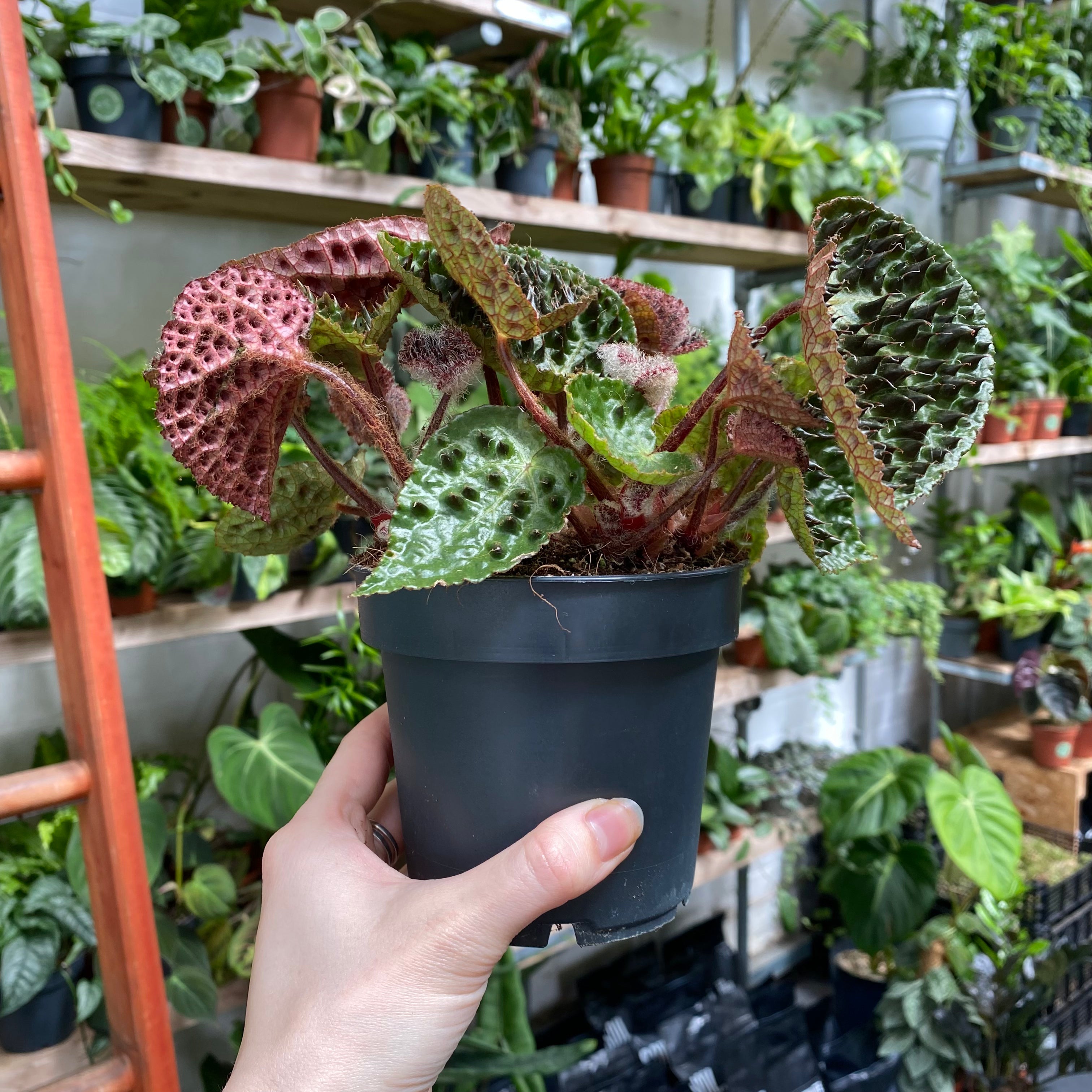 Begonia Ferox in a 11 - 13 cm pot at The Watered Garden