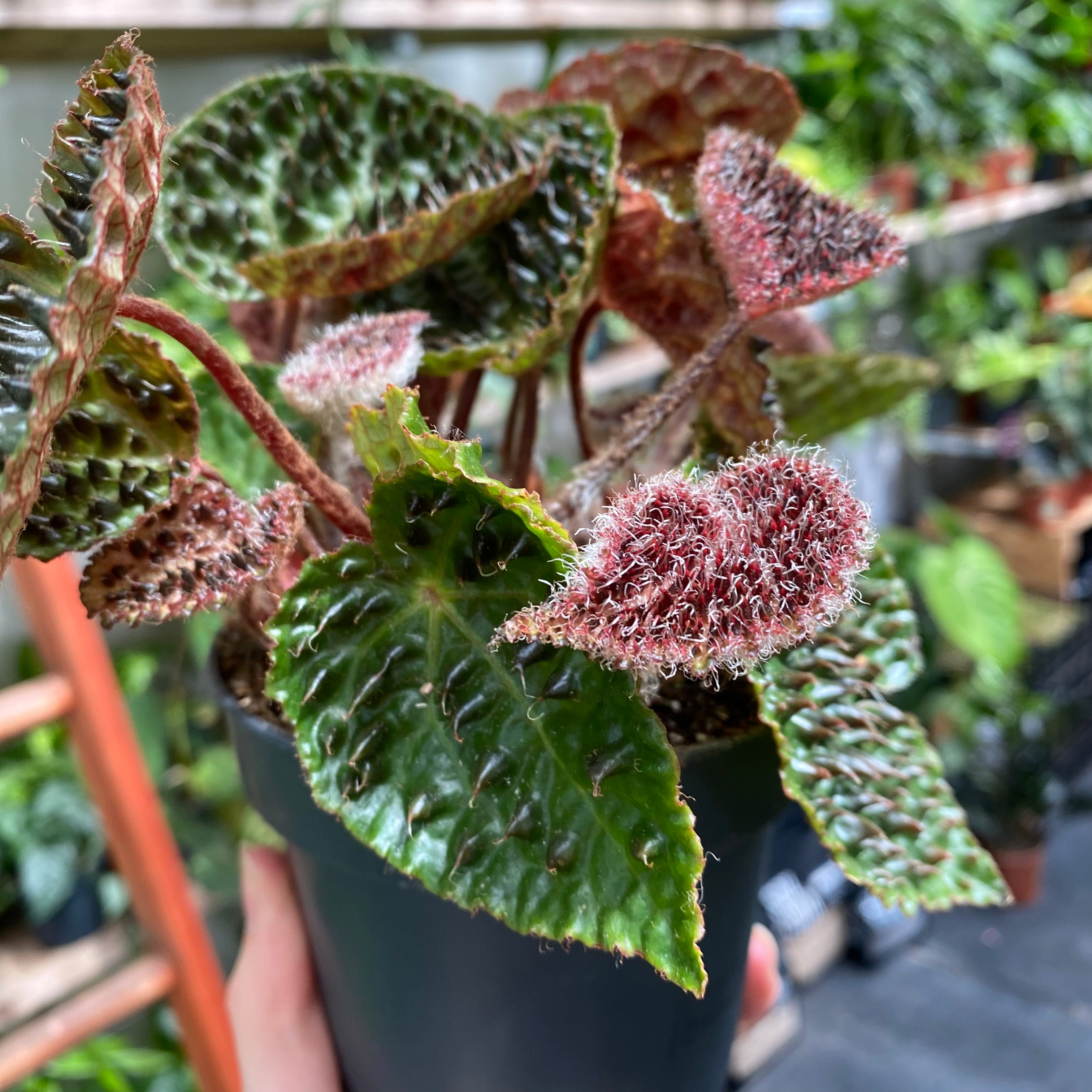 Begonia Ferox in a 11 - 13 cm pot at The Watered Garden