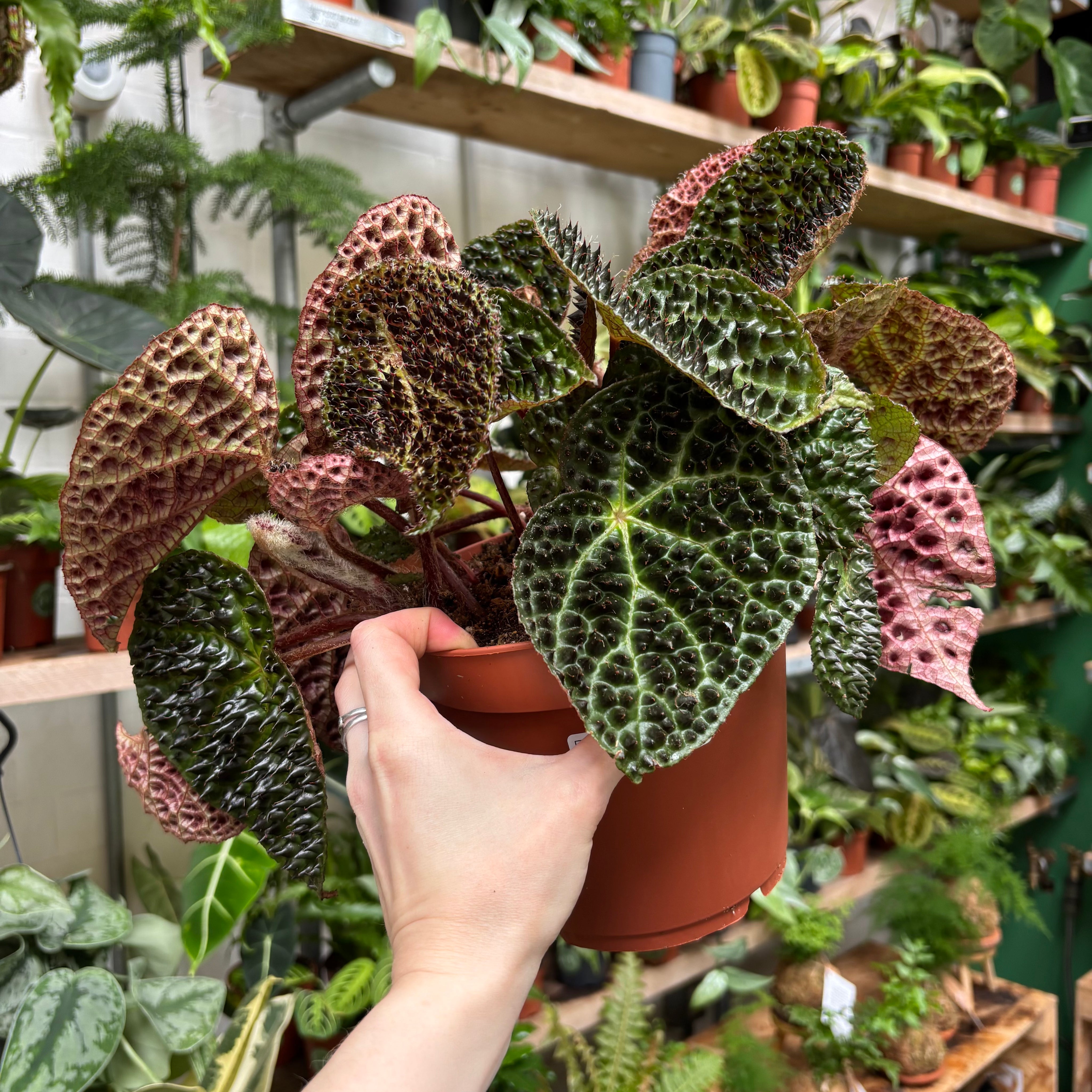 Begonia Ferox in a 17 - 19 cm pot at The Watered Garden