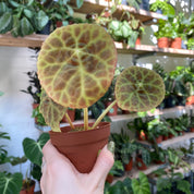 Begonia Goegoensis in a 7 - 9 cm pot at The Watered Garden