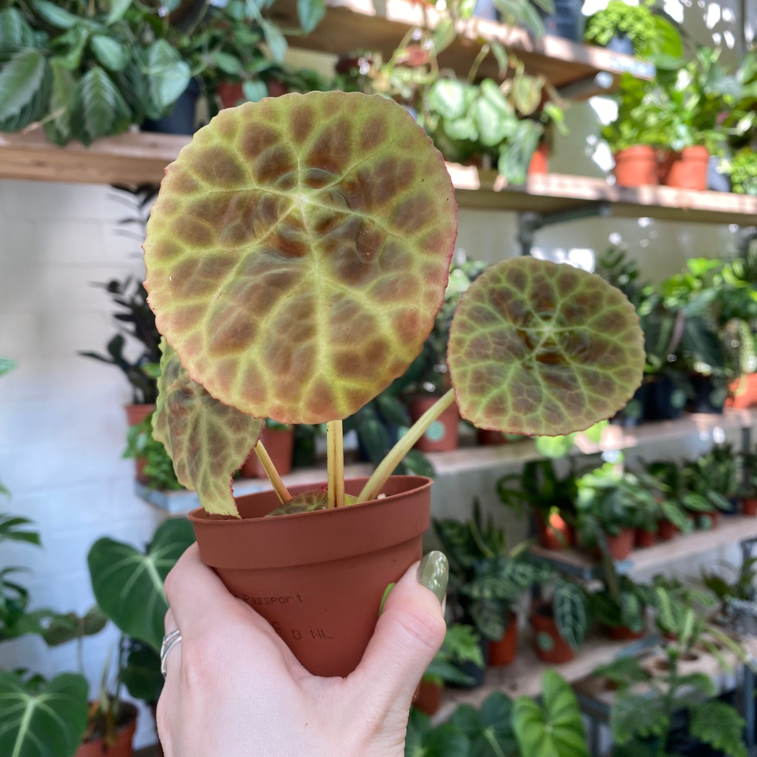 Begonia Goegoensis in a 7 - 9 cm pot at The Watered Garden